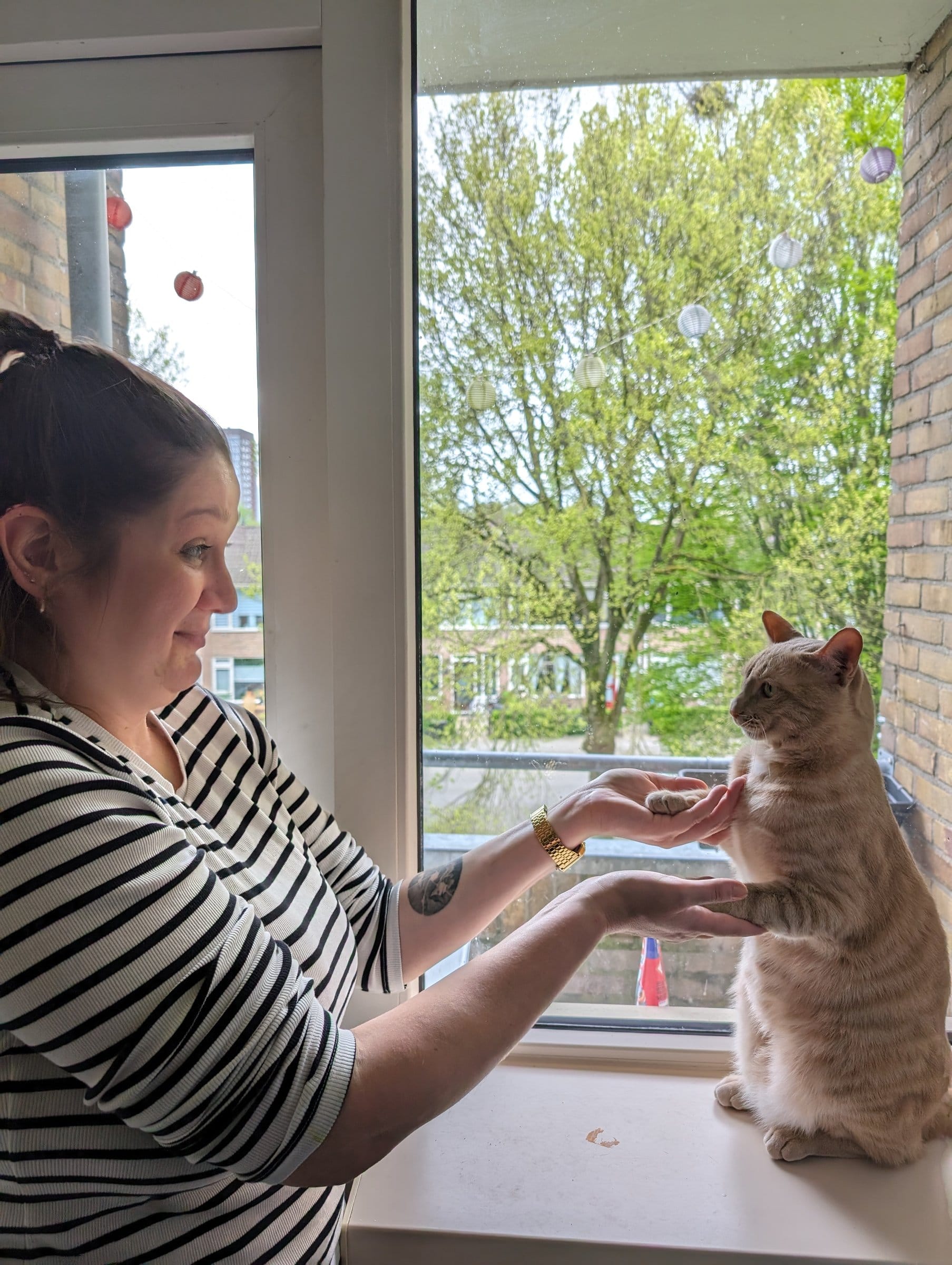 A woman offers a treat to a cream and ginger tabby standing on his hind legs on a windowsill.