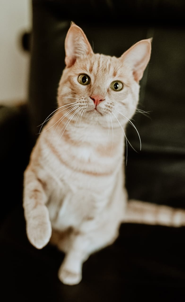 A cream and ginger tabby cat sits upright, looking directly at the camera with curious eyes.