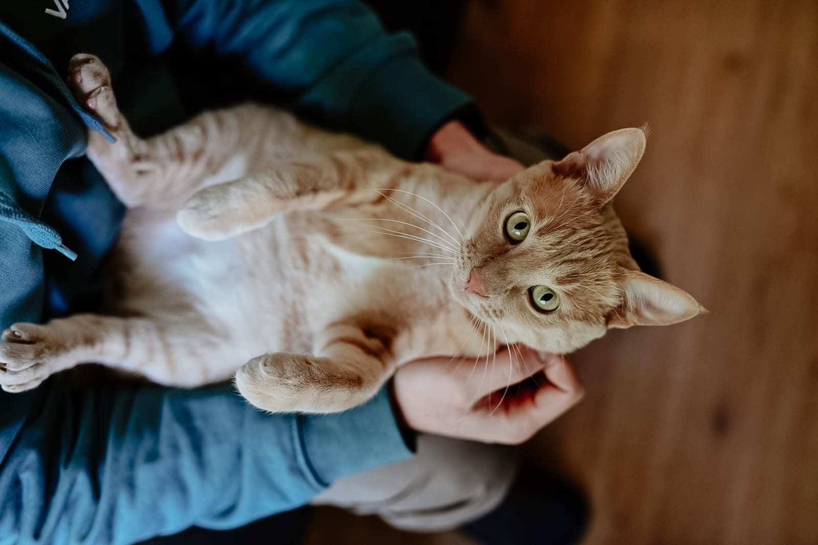 A cream and ginger tabby cat lies playfully across a person’s arms, looking directly at the camera.