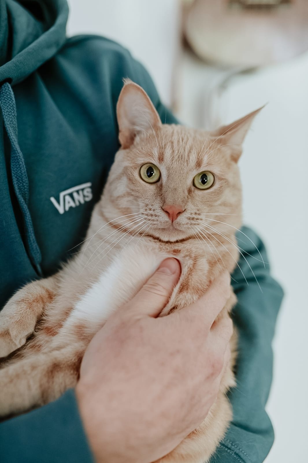A person holds a ginger and white cat with yellow eyes, looking directly at the camera.