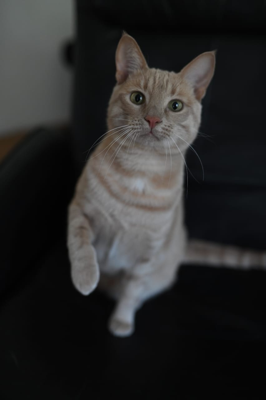 A cream and ginger tabby cat sits upright, looking directly at the camera with a slightly quizzical expression.