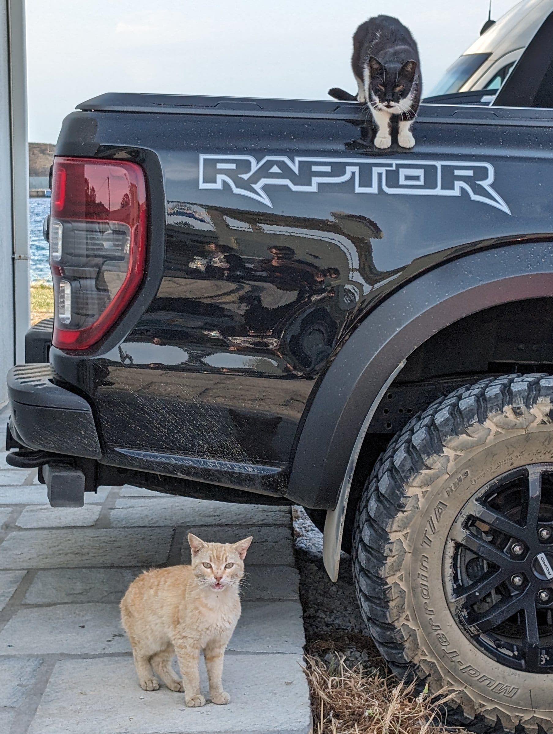 A black and white cat sits on a pickup truck while a ginger cat stands beside its big tyres.