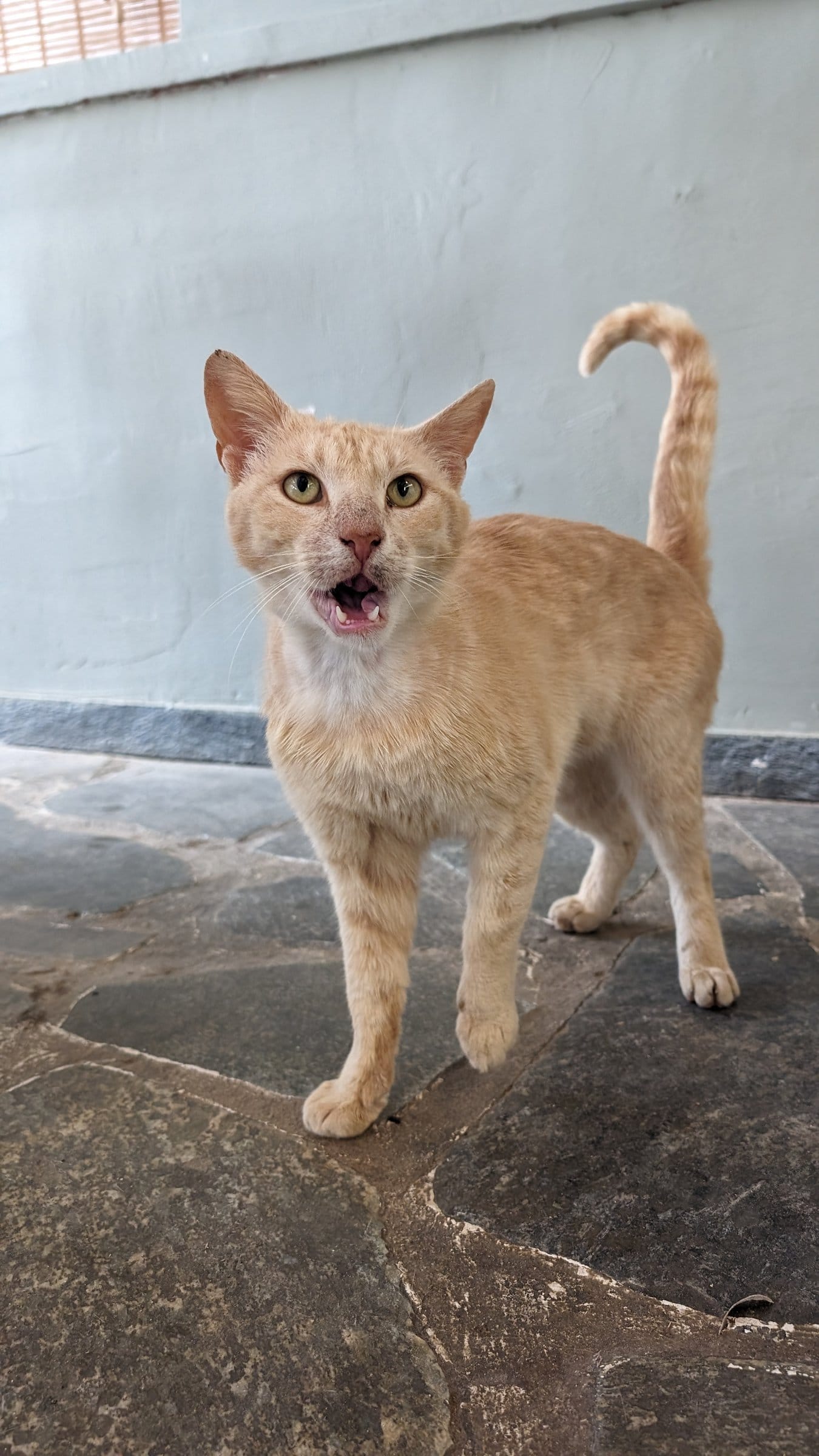 A ginger cat with an open mouth stands on a cracked stone floor against a pale blue wall.