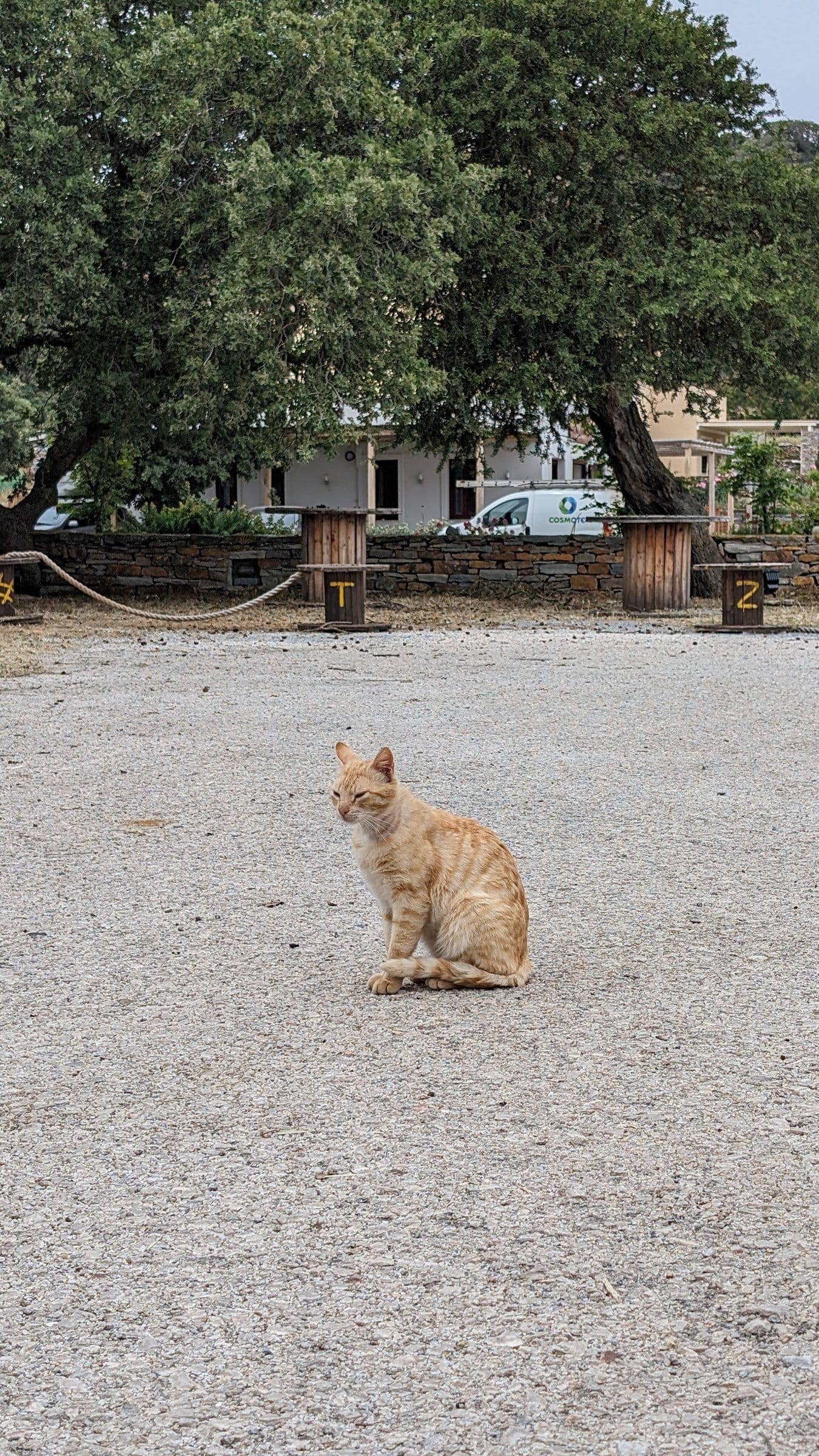 An orange tabby cat sits on a gravel surface near trees and stone posts in Greece.