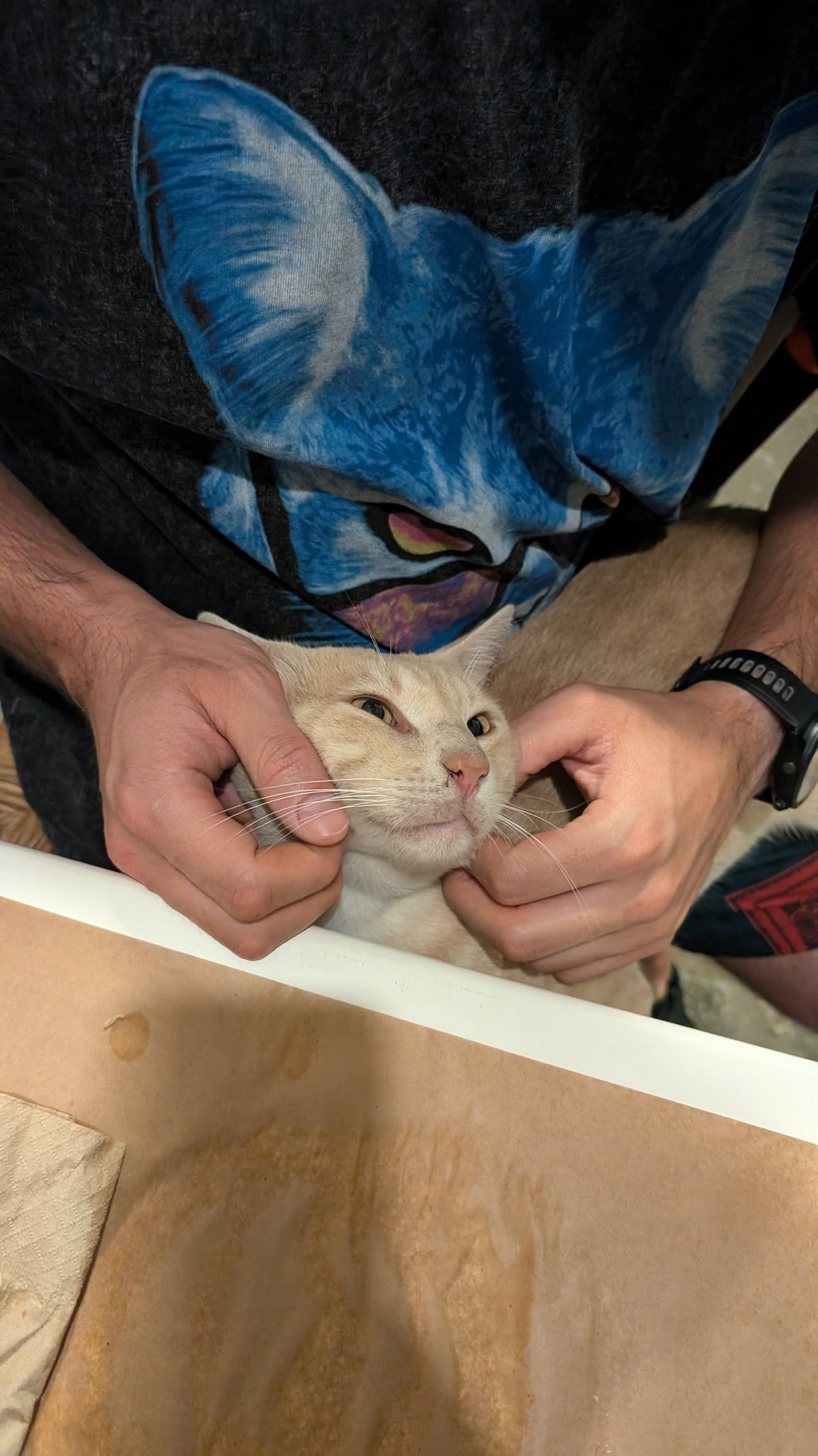 A person wearing a blue cat mask holds a ginger cat's face.