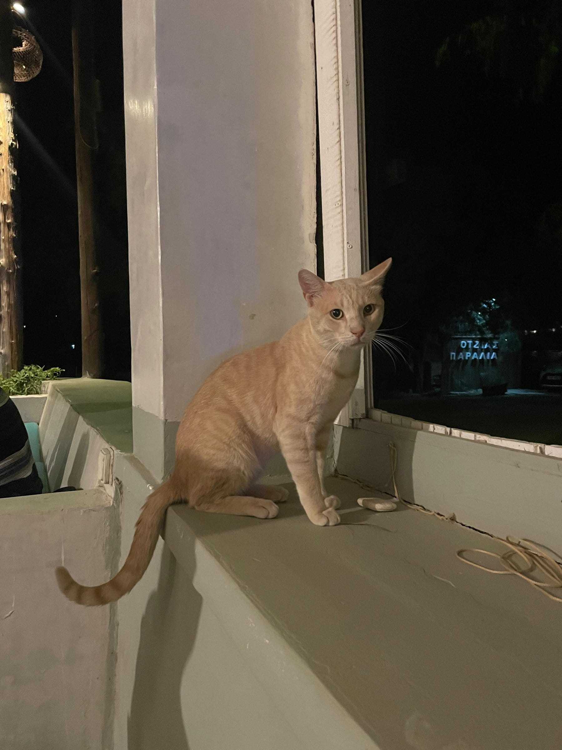An orange tabby cat sits on a whitewashed ledge overlooking a dark street at night.
