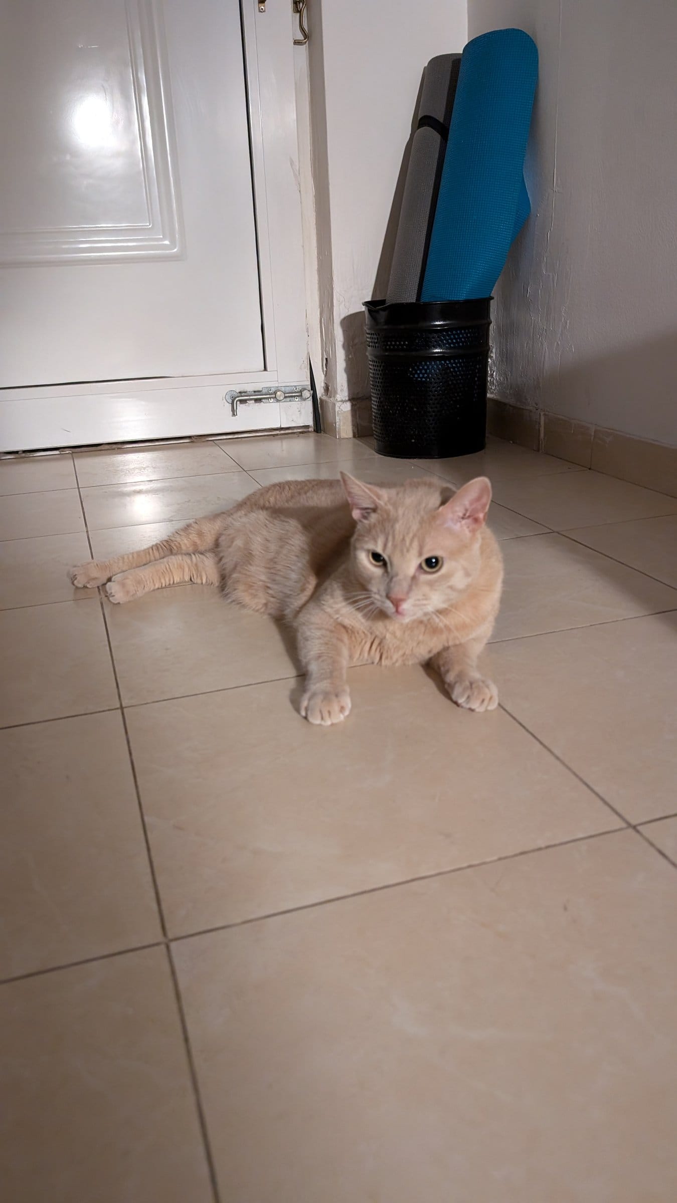 An orange cat lies on a tiled floor near a door and a black basket with blue mats inside.