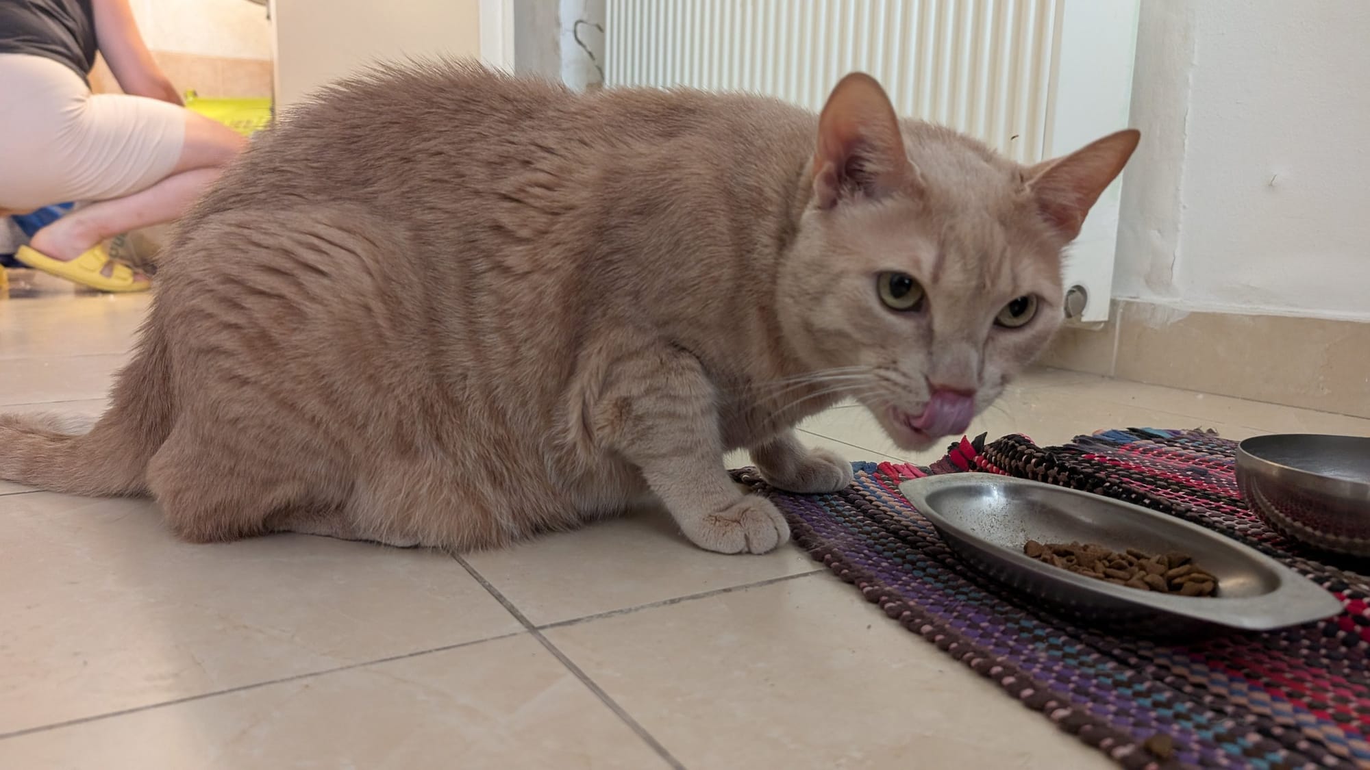 An orange tabby cat eats from a metal bowl on a colourful rug indoors.