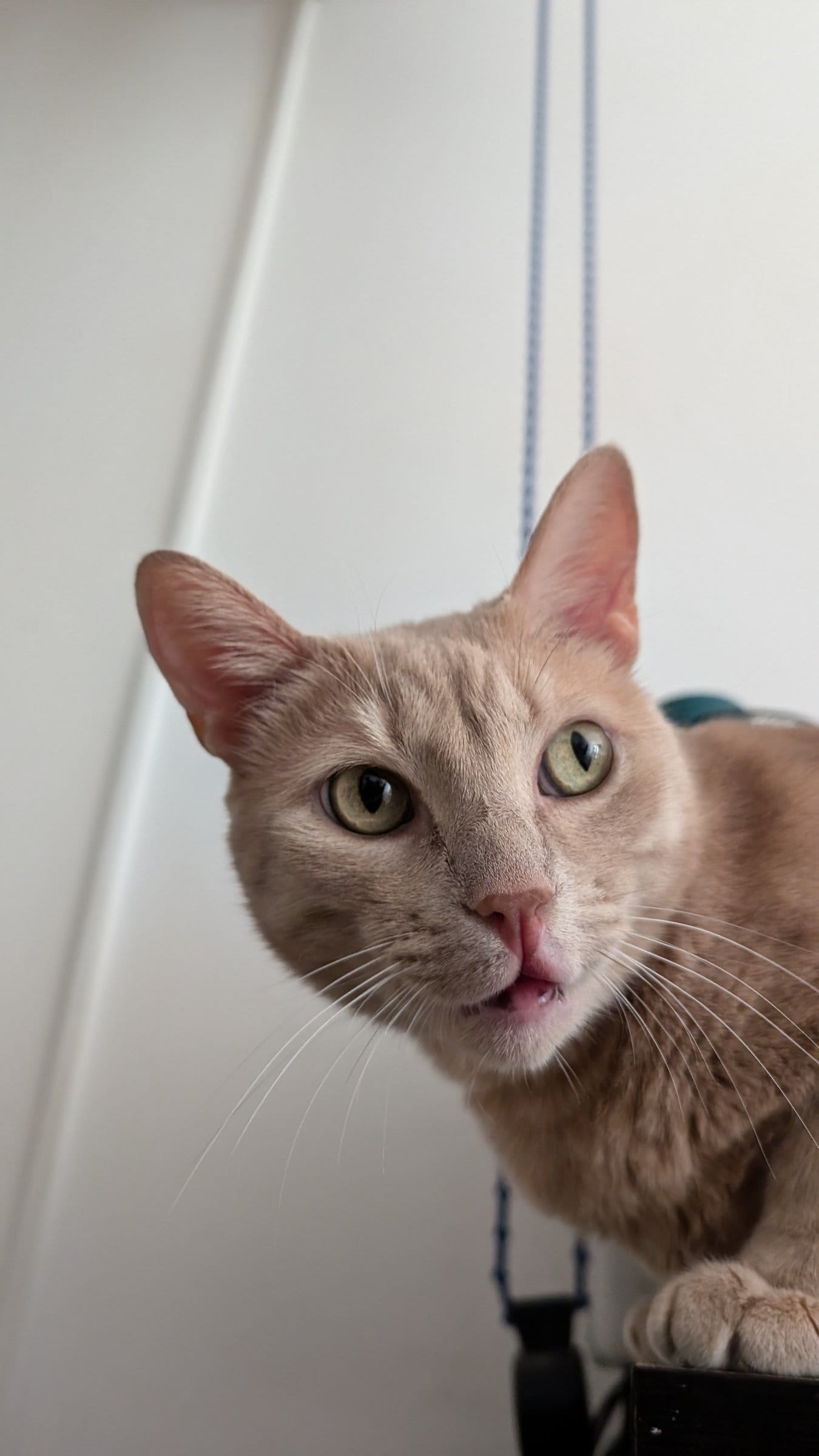 An orange cat looks down from a hanging swing with curious green eyes.