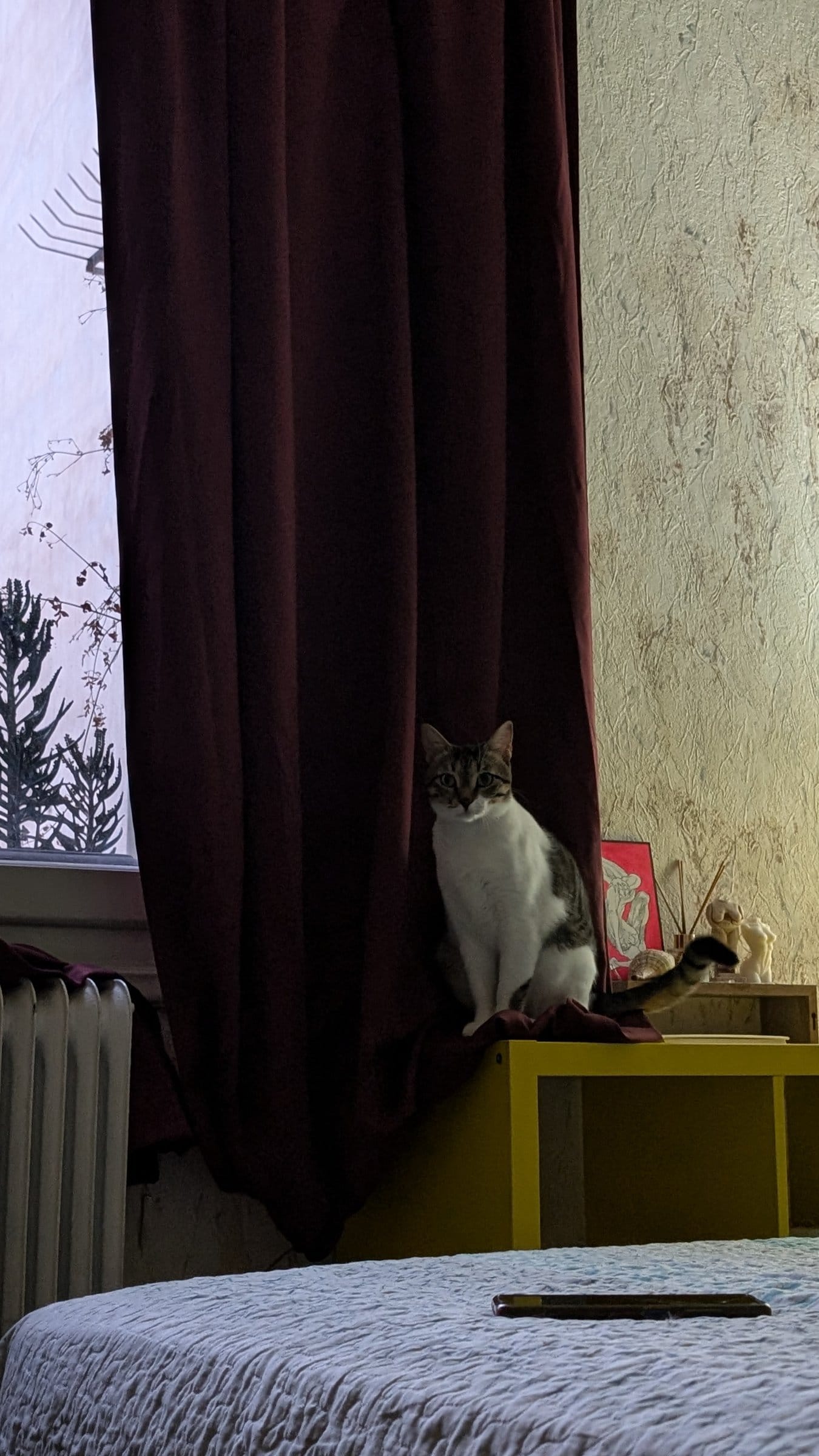 A brown tabby cat with a white chest sits on top of a yellow bedside table next to maroon curtains.