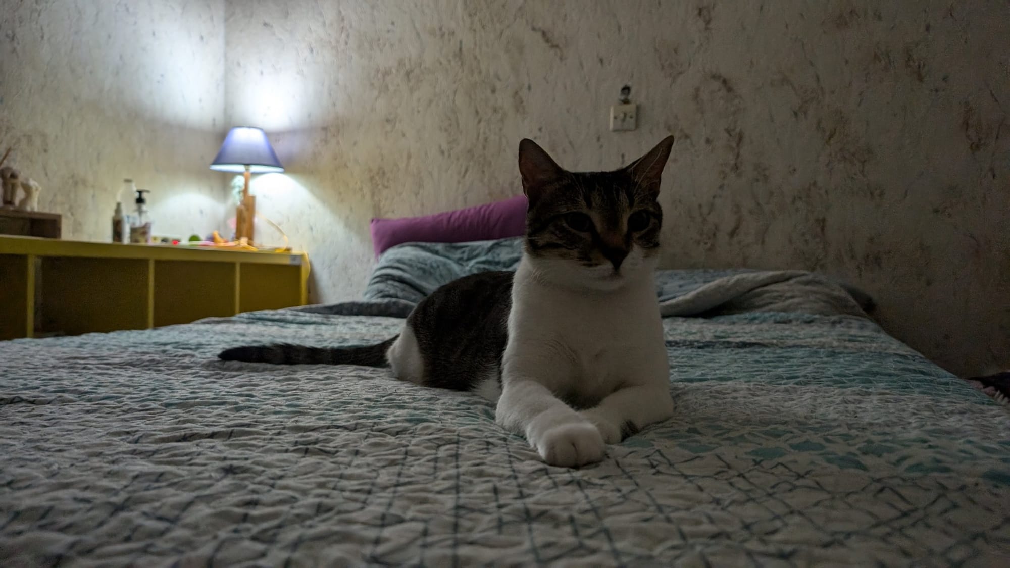 A brown tabby and white cat lies on a patterned bed with a bedside table and lamp visible in the background.