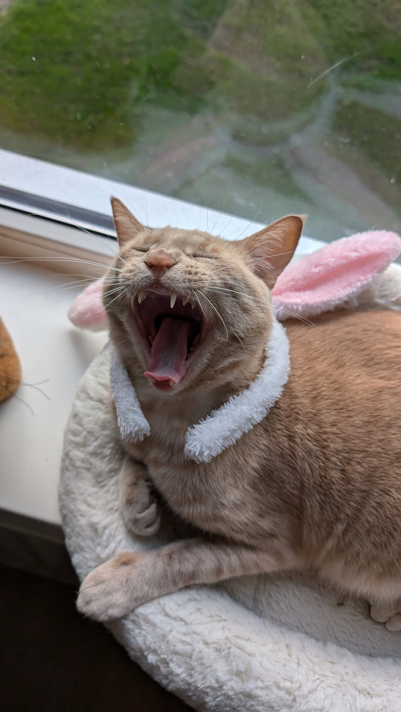 A ginger and cream tabby cat yawns widely while relaxing in a white, cushioned window perch and wearing a pink bunny ear collar.
