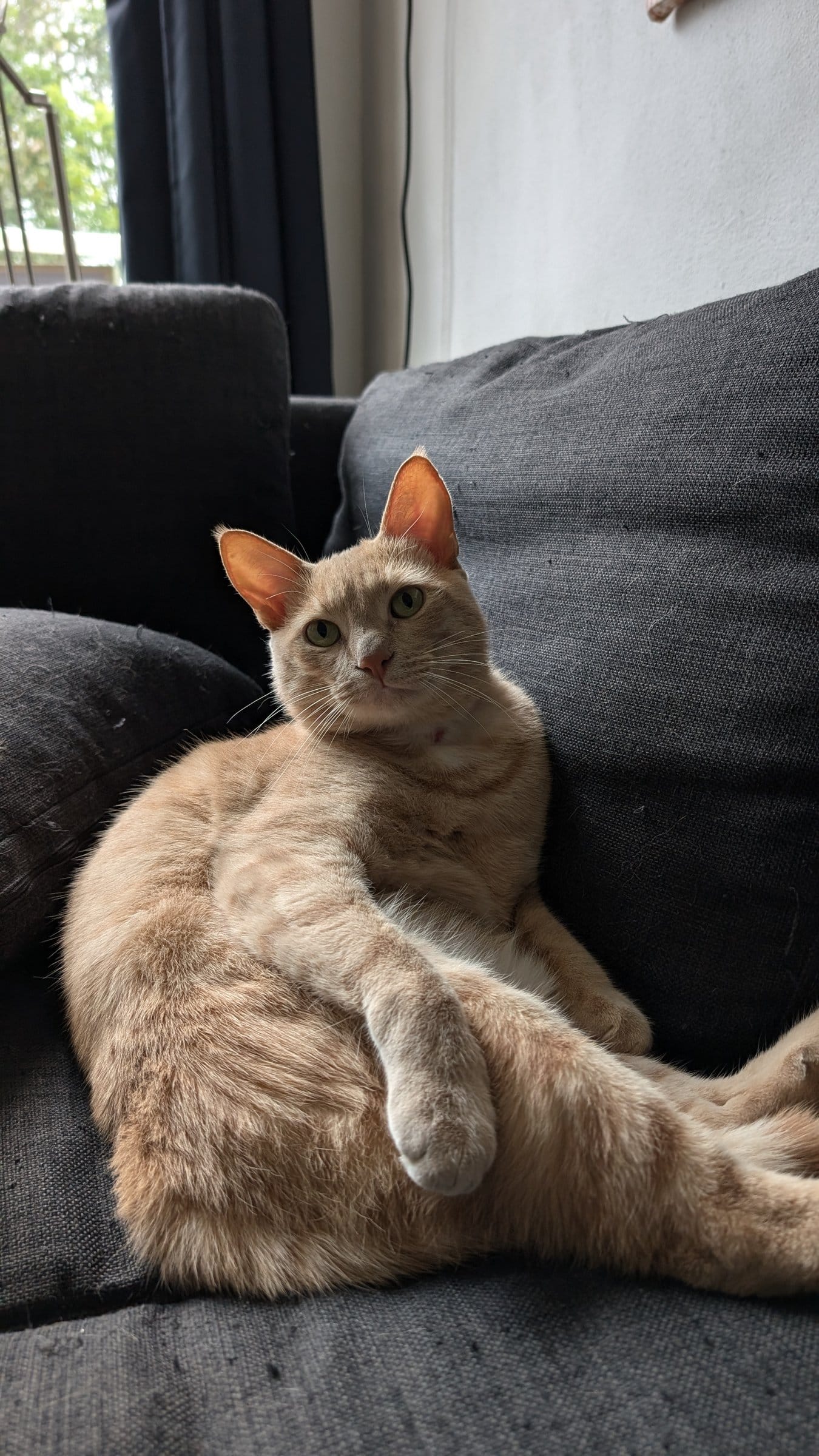 A cream and ginger tabby cat lounges comfortably on a grey sofa, looking directly at the camera.