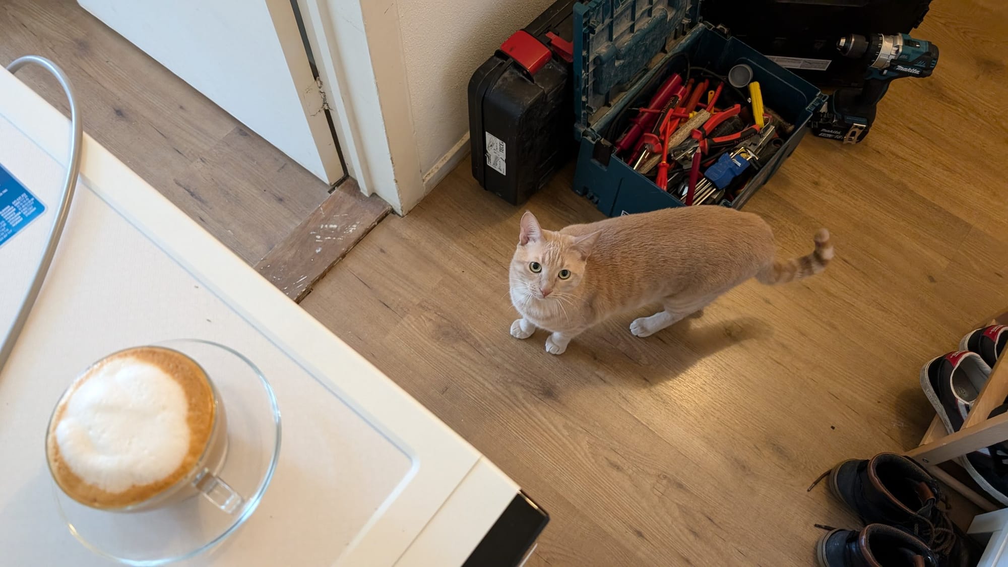 A ginger cat looks towards the camera near a toolbox, shoes, and a cup of cappuccino on a kitchen counter.