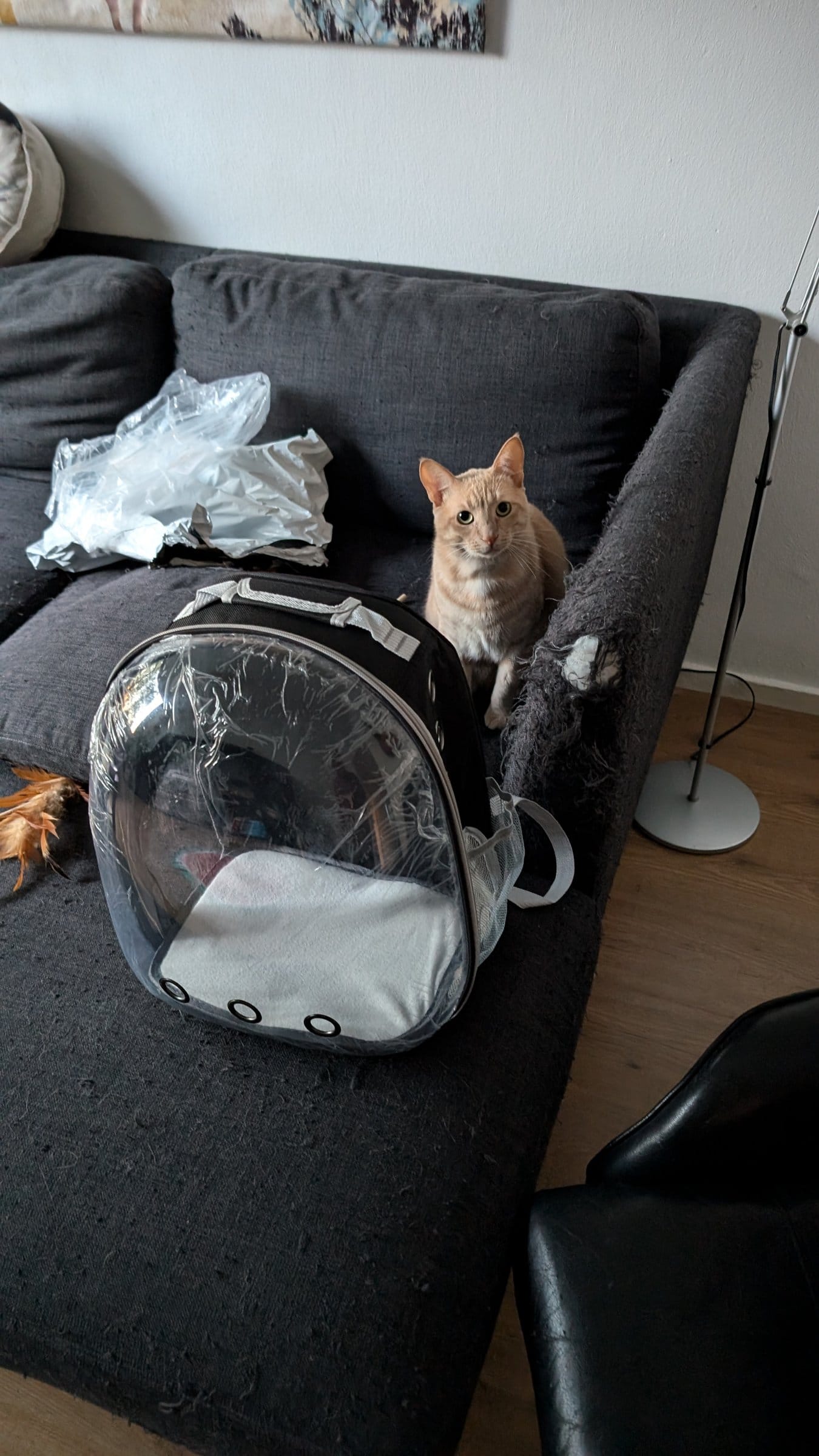 An orange tabby cat sits on a grey sofa next to a clear cat carrier and a white plastic bag.