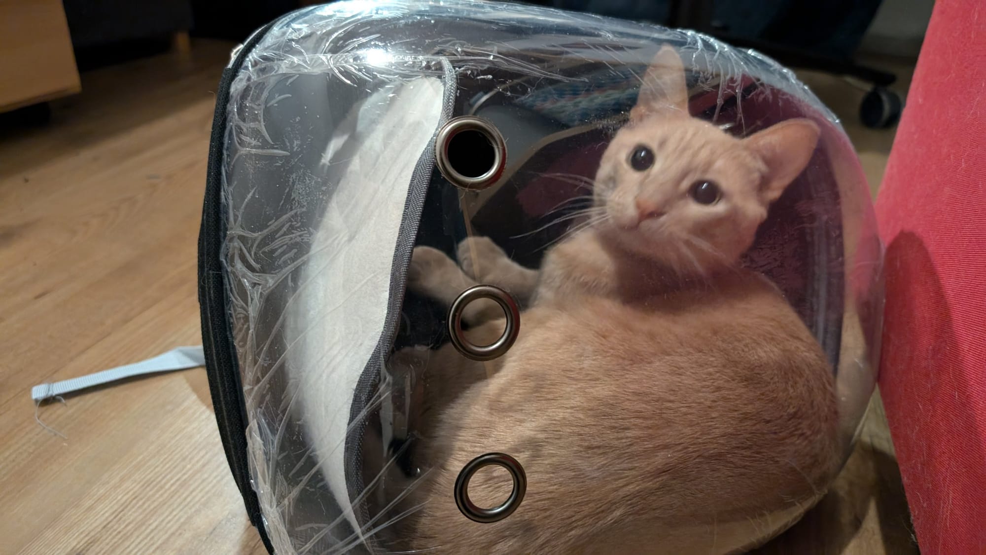 A ginger cat sits inside a clear, bubble-shaped carrier with three circular openings.
