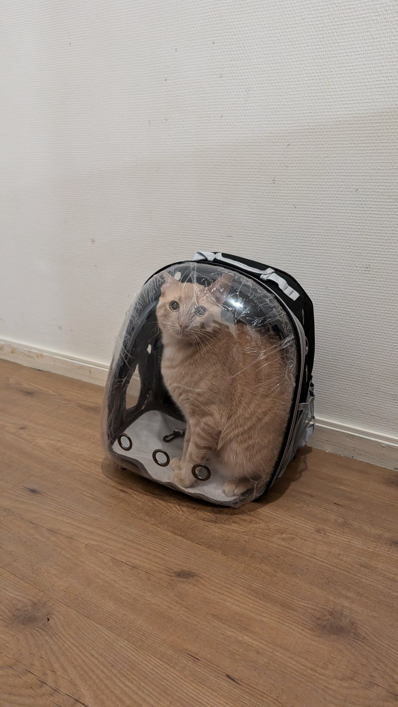 An orange tabby cat sits inside a clear backpack carrier on a wooden floor.