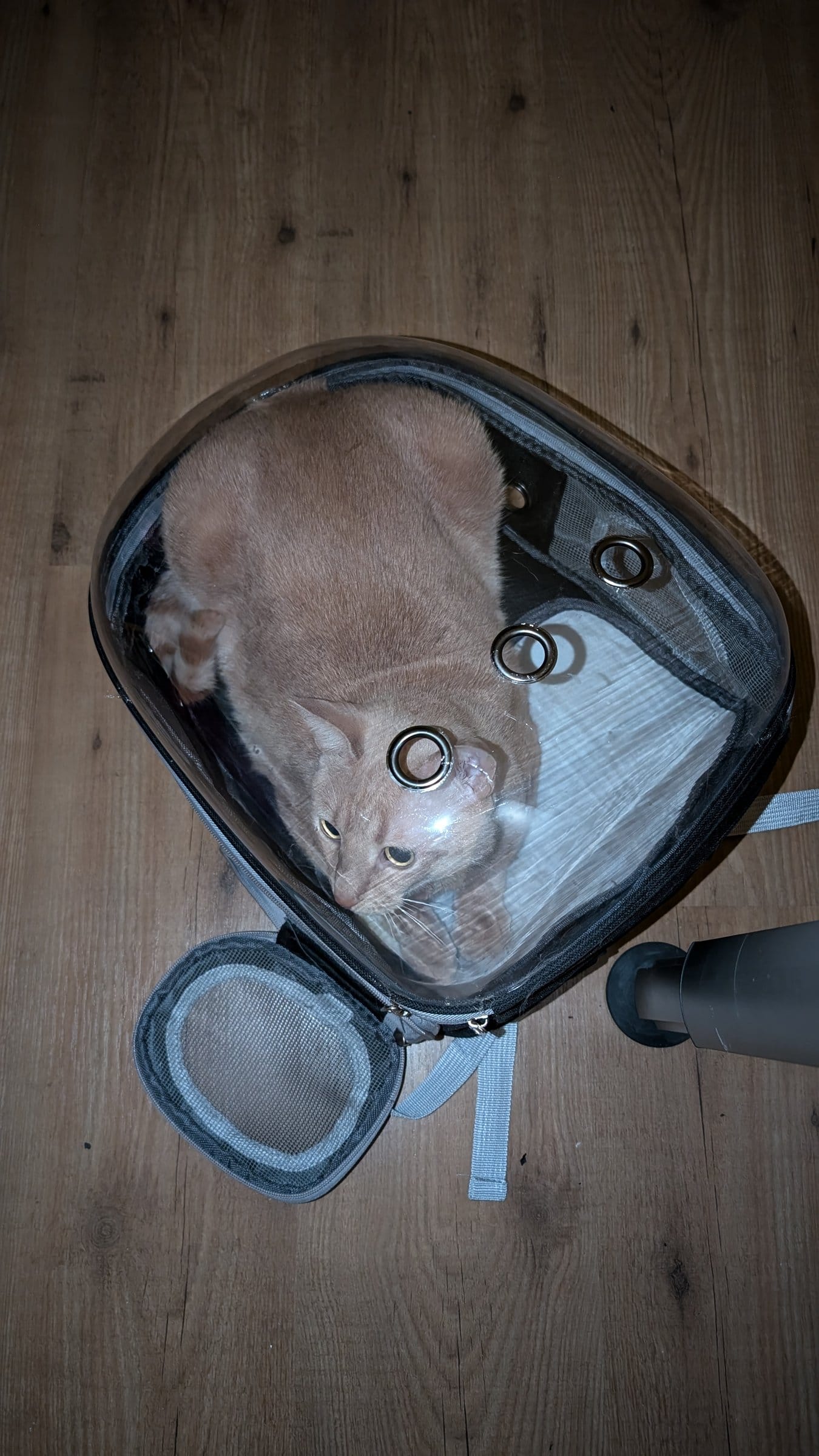 A ginger cat lies inside a transparent carrier with mesh windows, resting on a wooden floor.