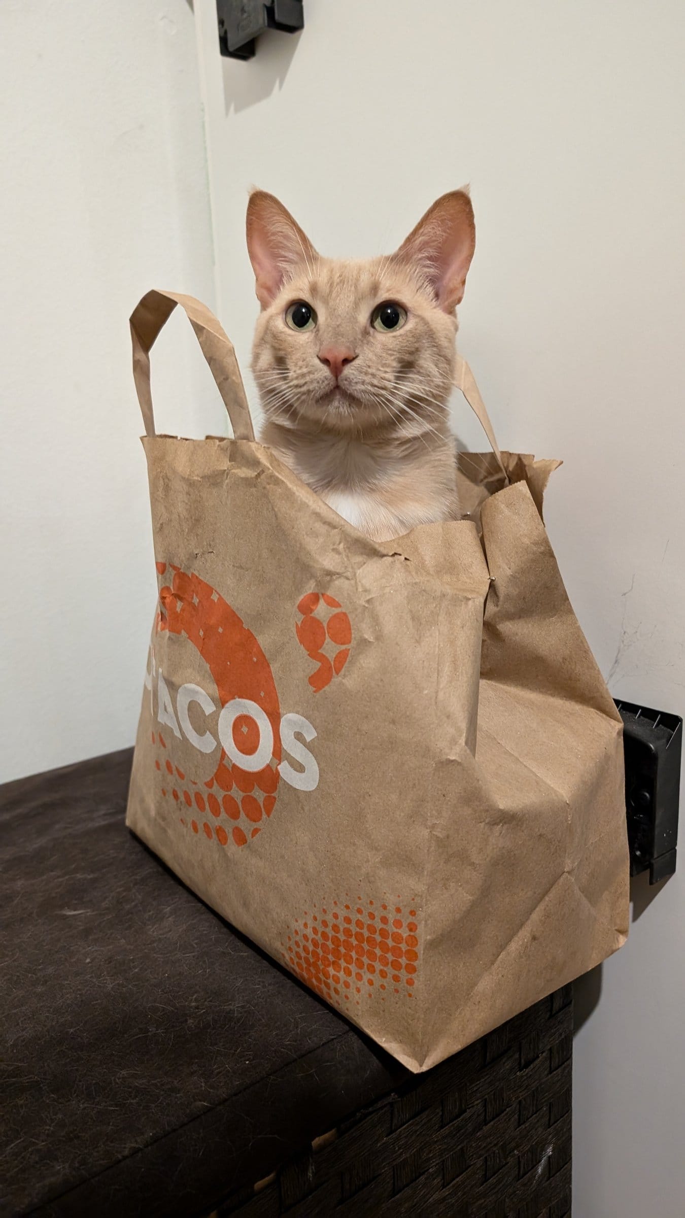 A cream and ginger tabby sits inside a brown paper taco bag on a dark-toned surface.