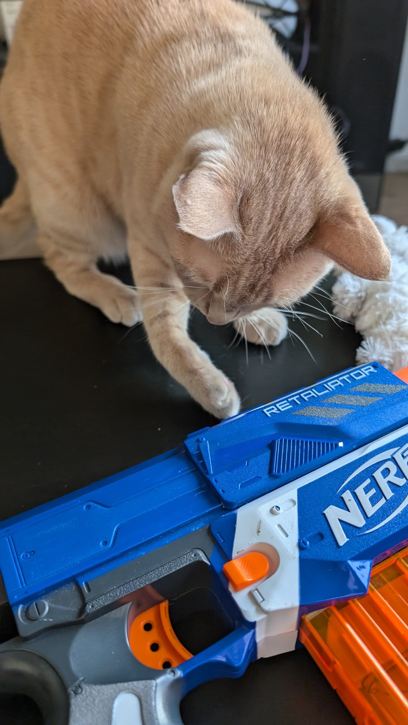 A cream and ginger cat investigates a blue and orange Nerf Retaliator blaster on a dark surface.
