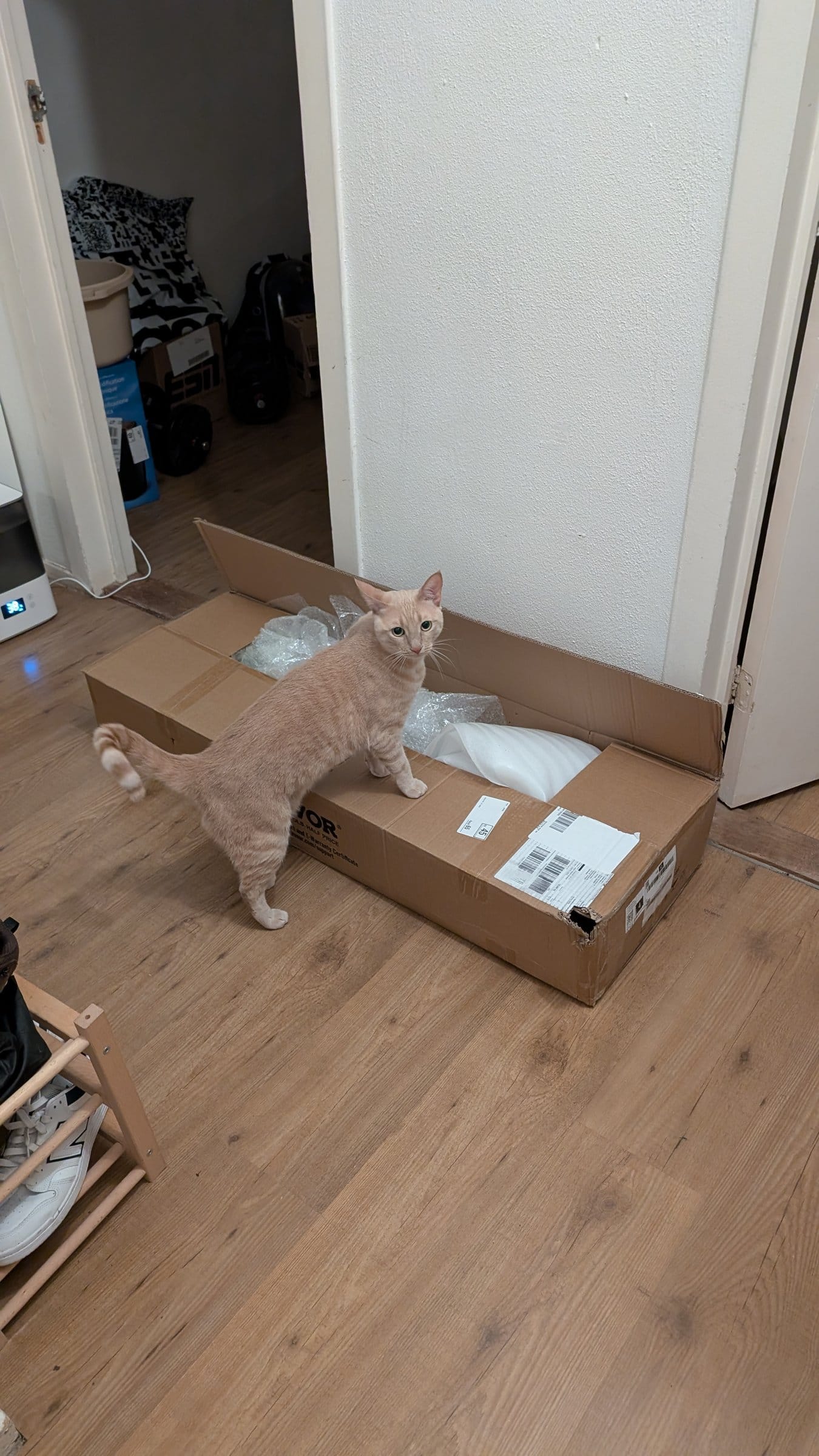 A cream and ginger tabby explores a large, flattened cardboard box on a wooden floor.