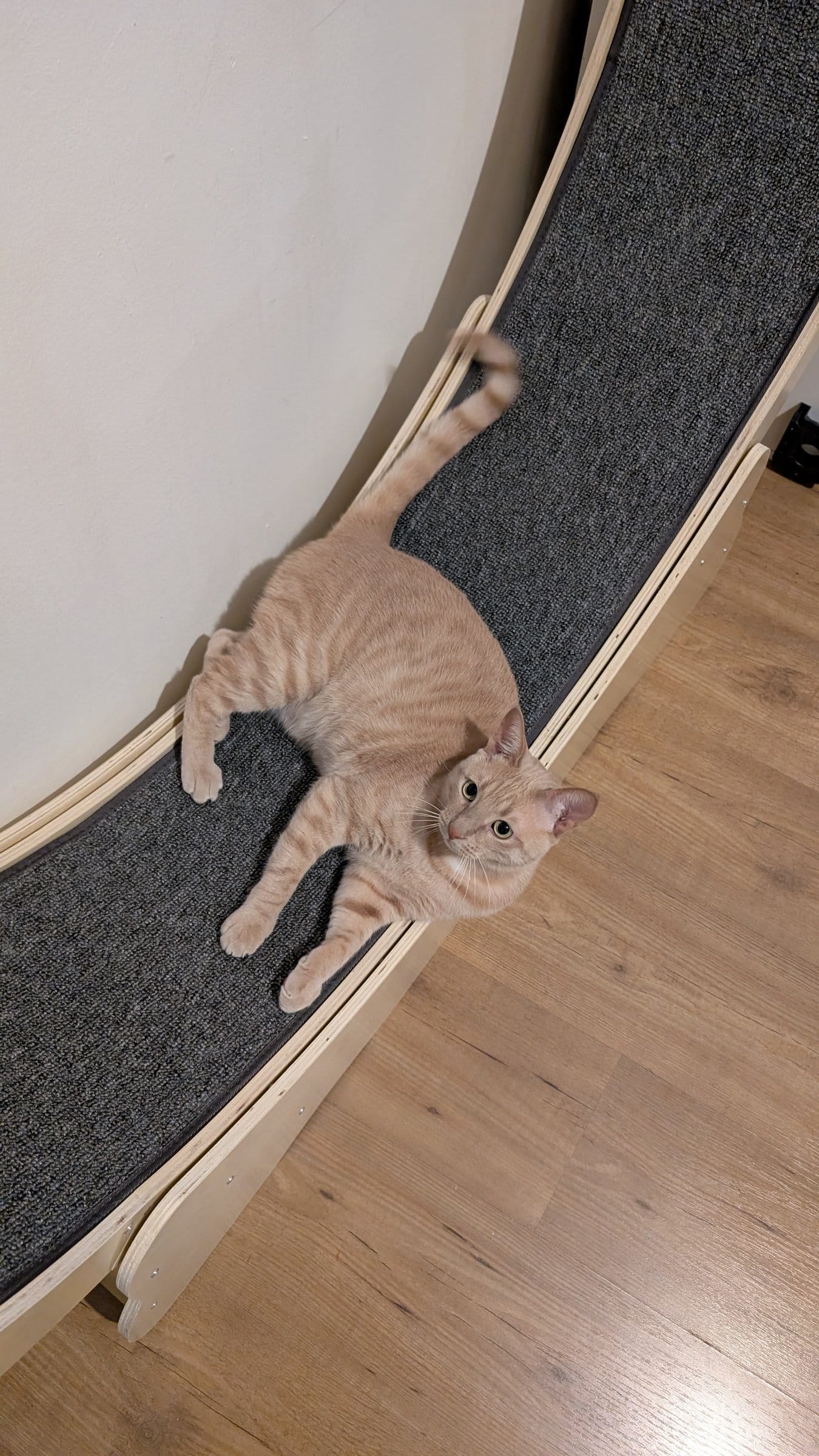 A ginger tabby cat lies stretched out on a curved, carpeted cat wheel next to a wall.