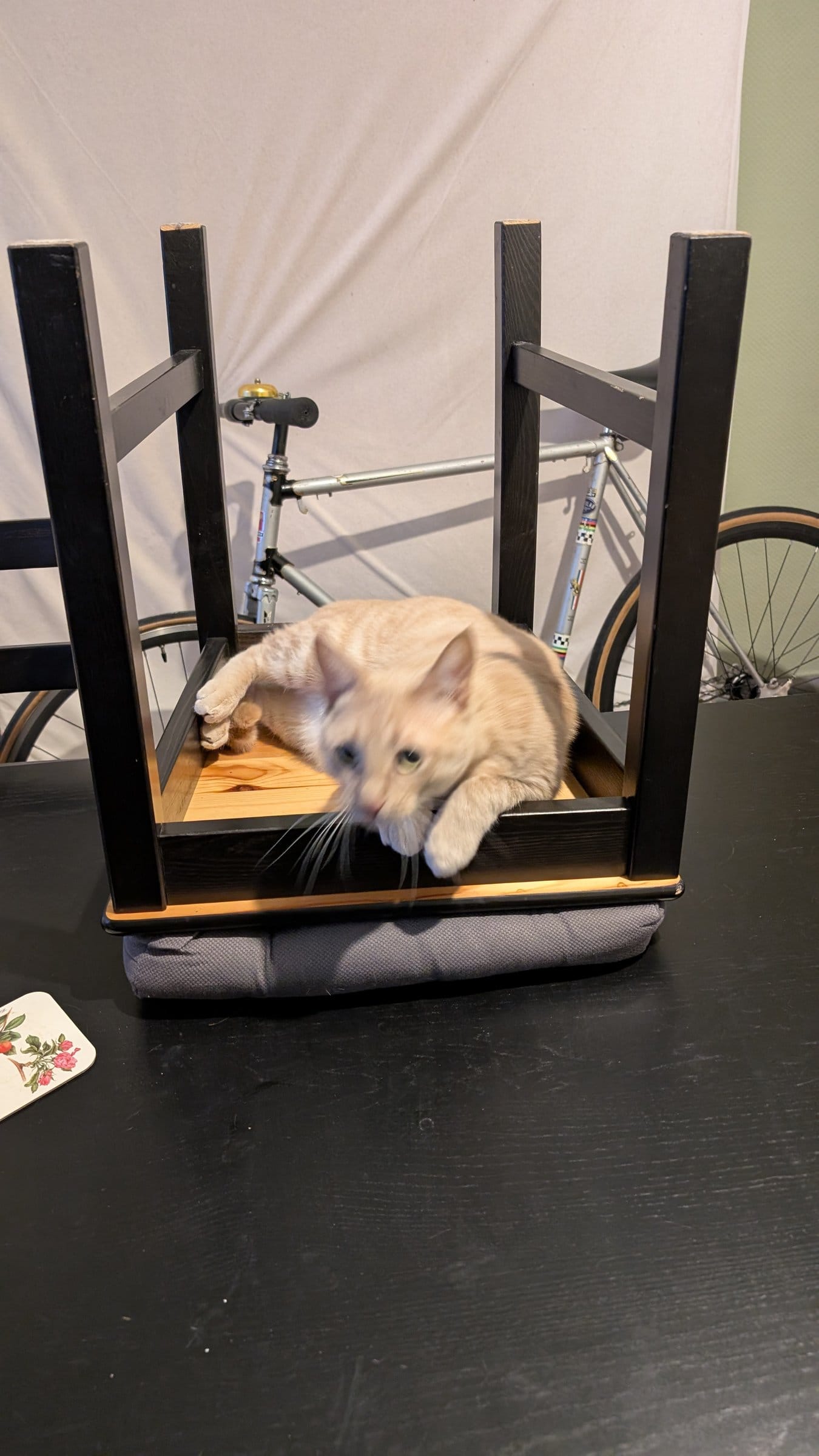 A cream and ginger tabby stretches out on an upturned stool resting on a dark table.