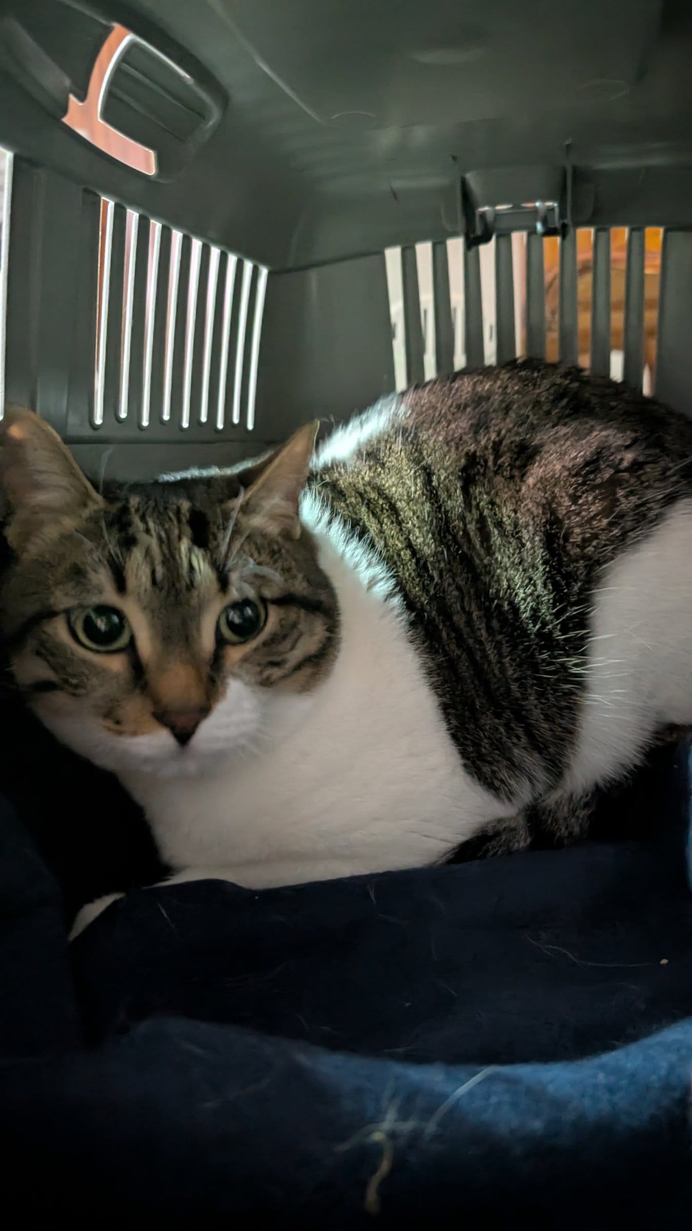 A brown and white tabby cat looks out from inside a dark wire carrier.