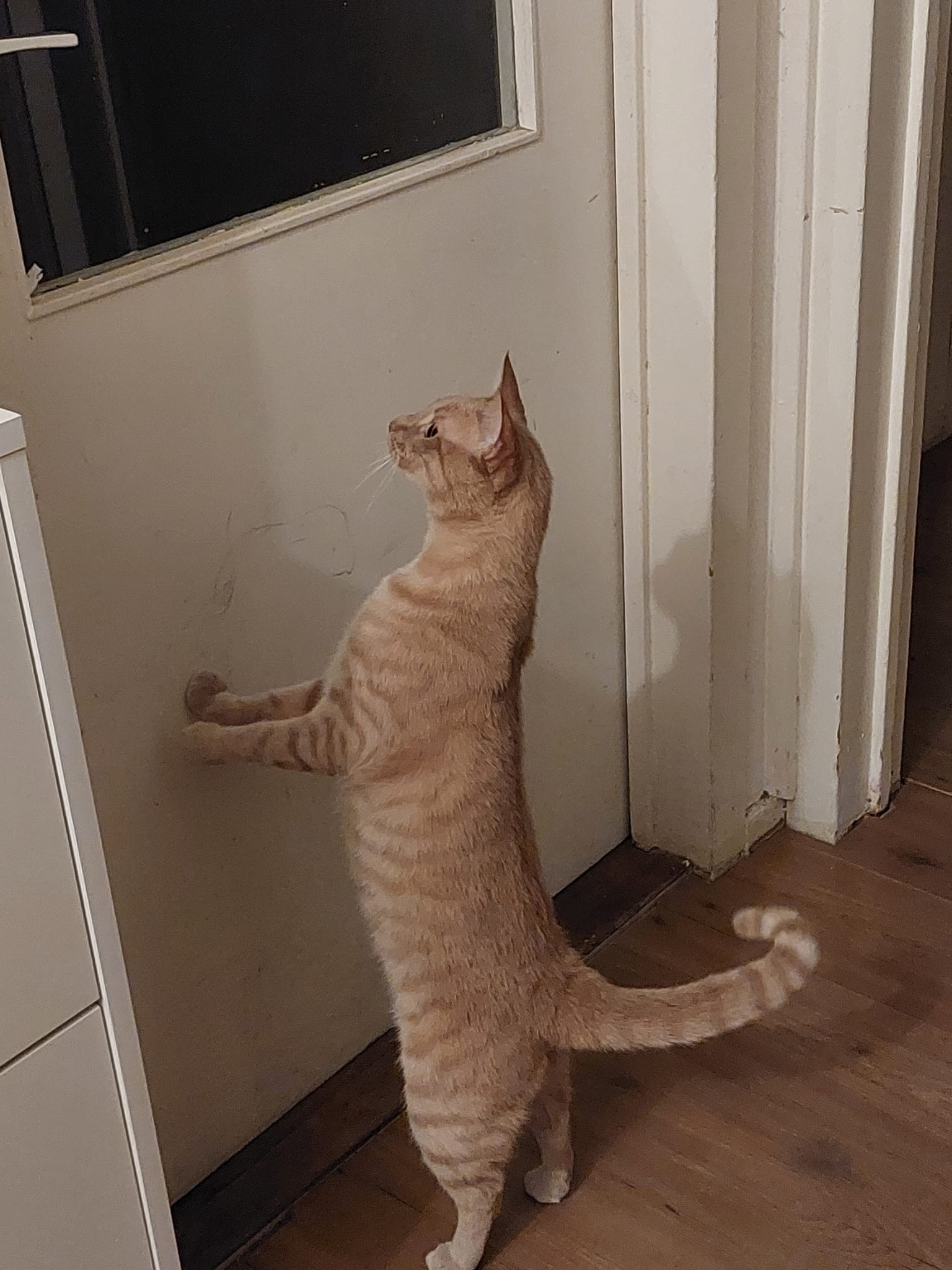 A cream and ginger tabby stands on his hind legs against a door.