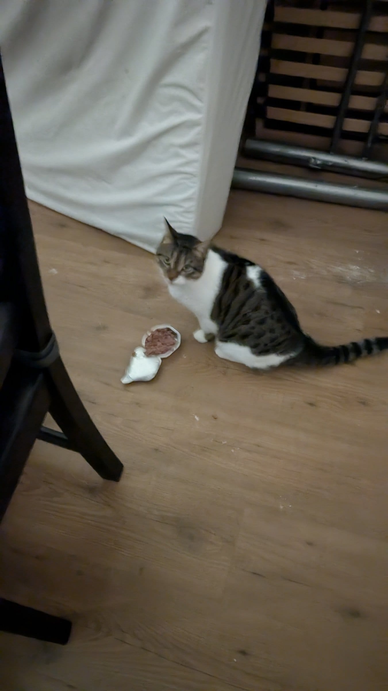 A brown and white tabby cat investigates a small amount of food on a wooden floor.