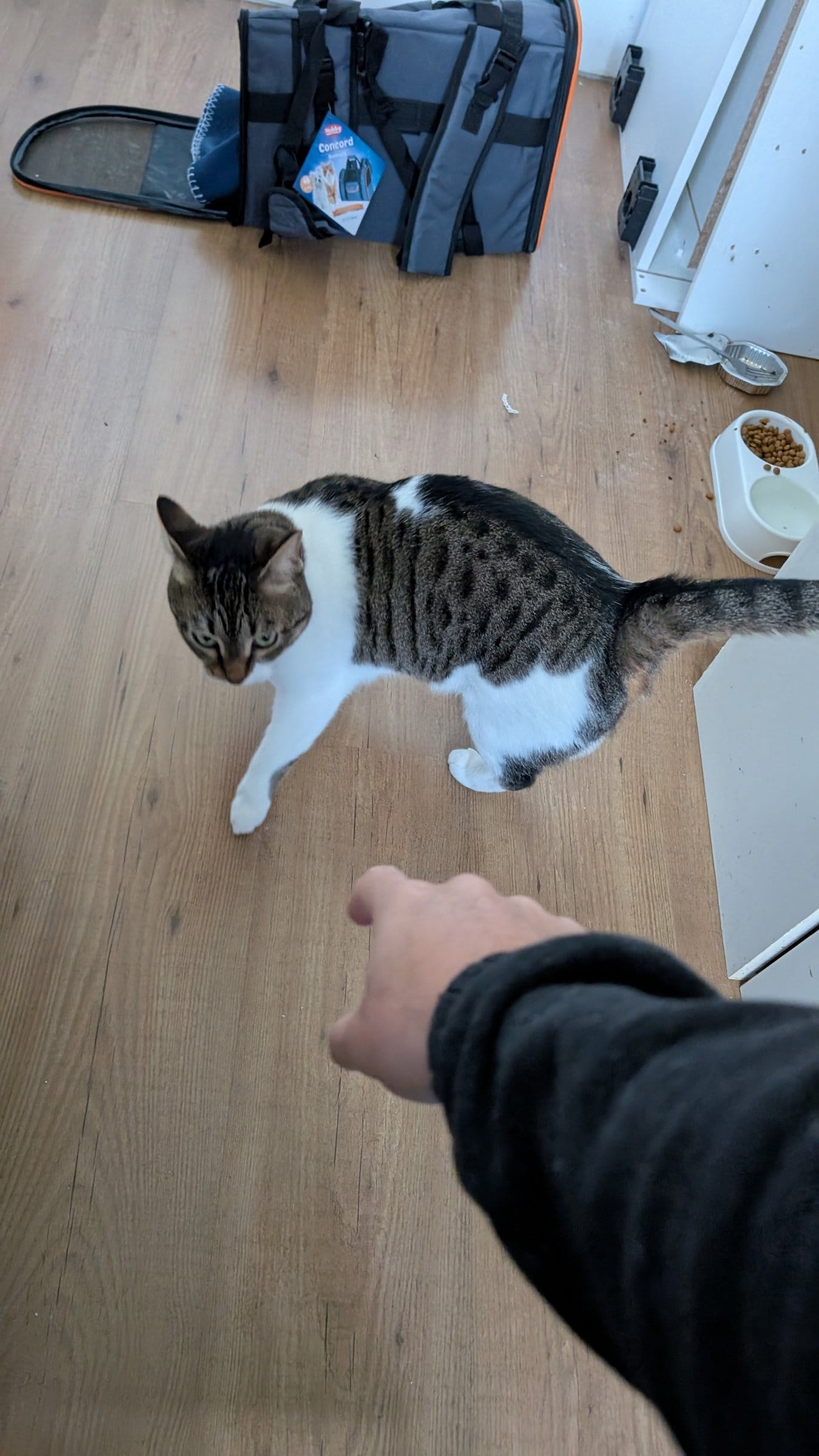 A brown and white tabby cat approaches a hand reaching out towards it, near a pet carrier and food bowls.