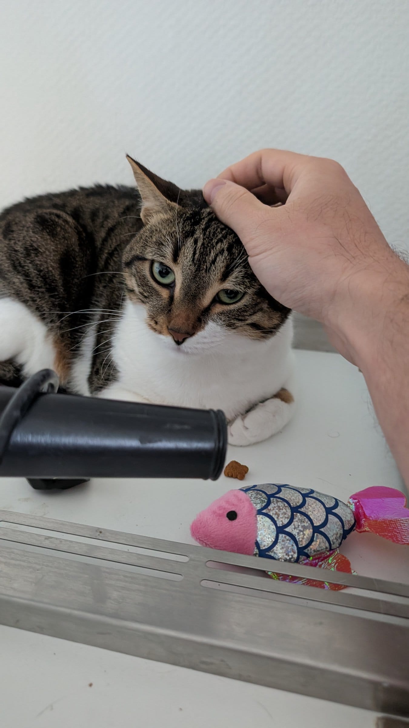A brown and white tabby cat receives a head scratch from a man near a treat and fish toy.