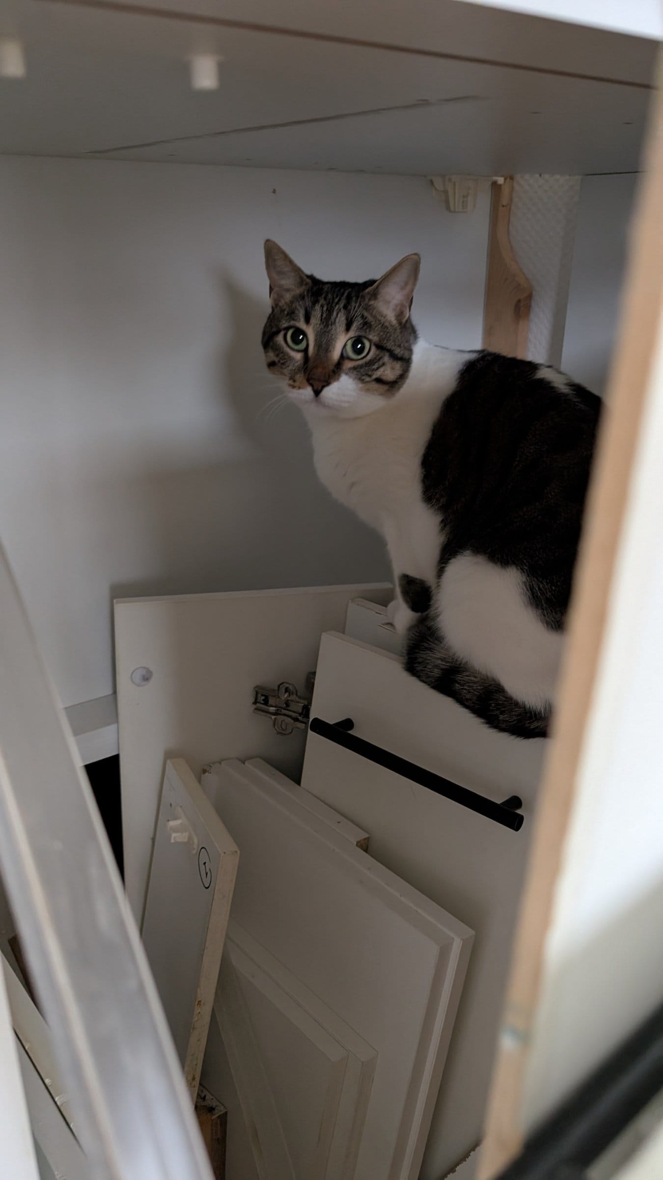 A white and brown tabby cat sits inside an open cupboard, looking directly at the camera.