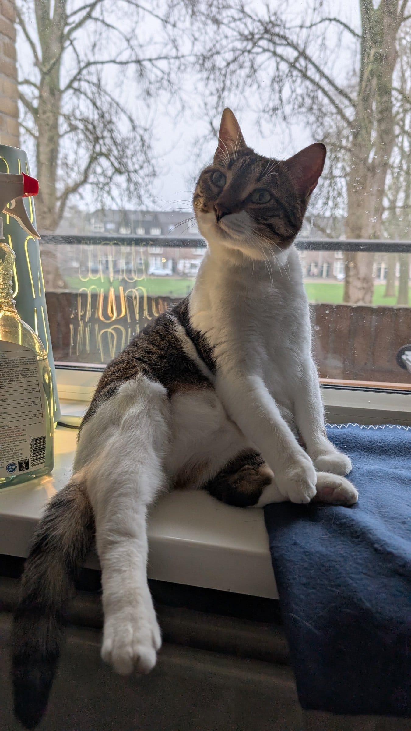 A white and brown tabby cat sits regally on a windowsill, gazing out at a grey, wintry scene.