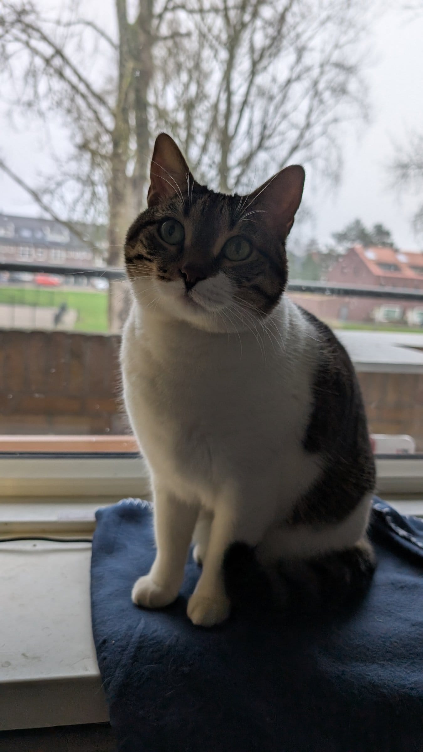 A white and brown tabby cat sits attentively on a blue cushion, looking towards the camera and a rainy outdoor scene.