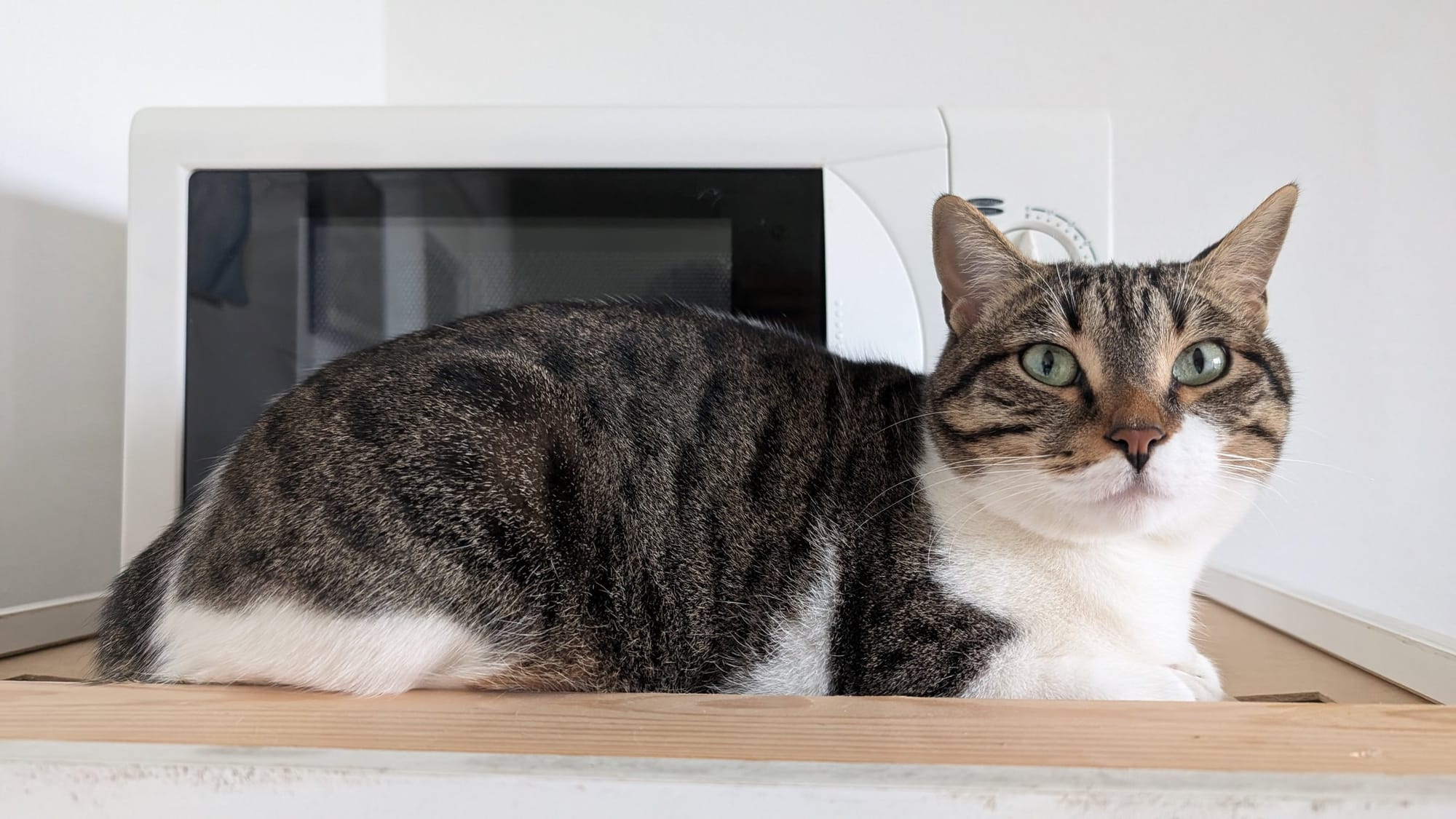 A brown tabby and white cat rests on a wooden surface in front of a white microwave.