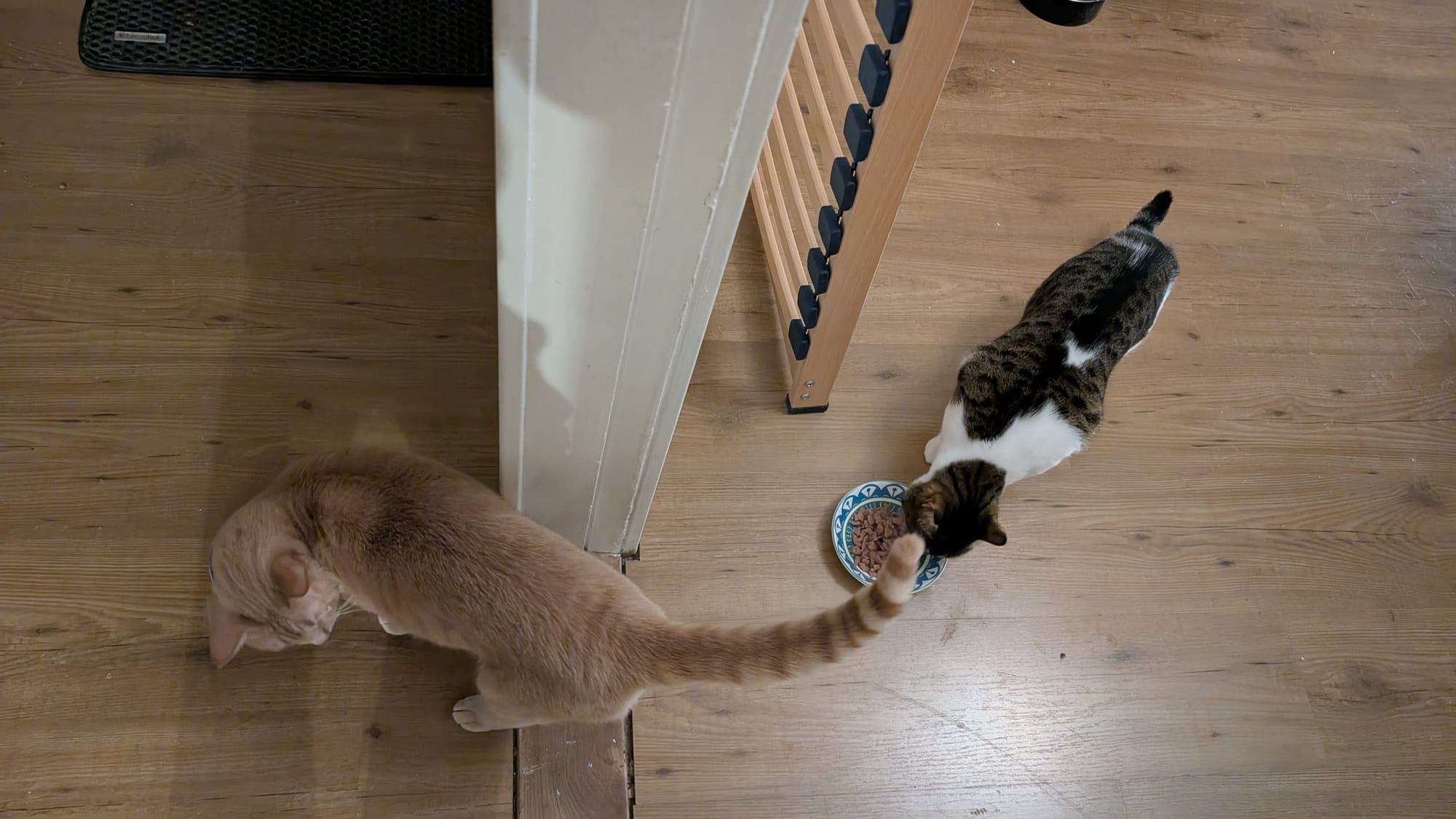 A cream and ginger tabby approaches a brown and white tabby near a food bowl on a wooden floor.