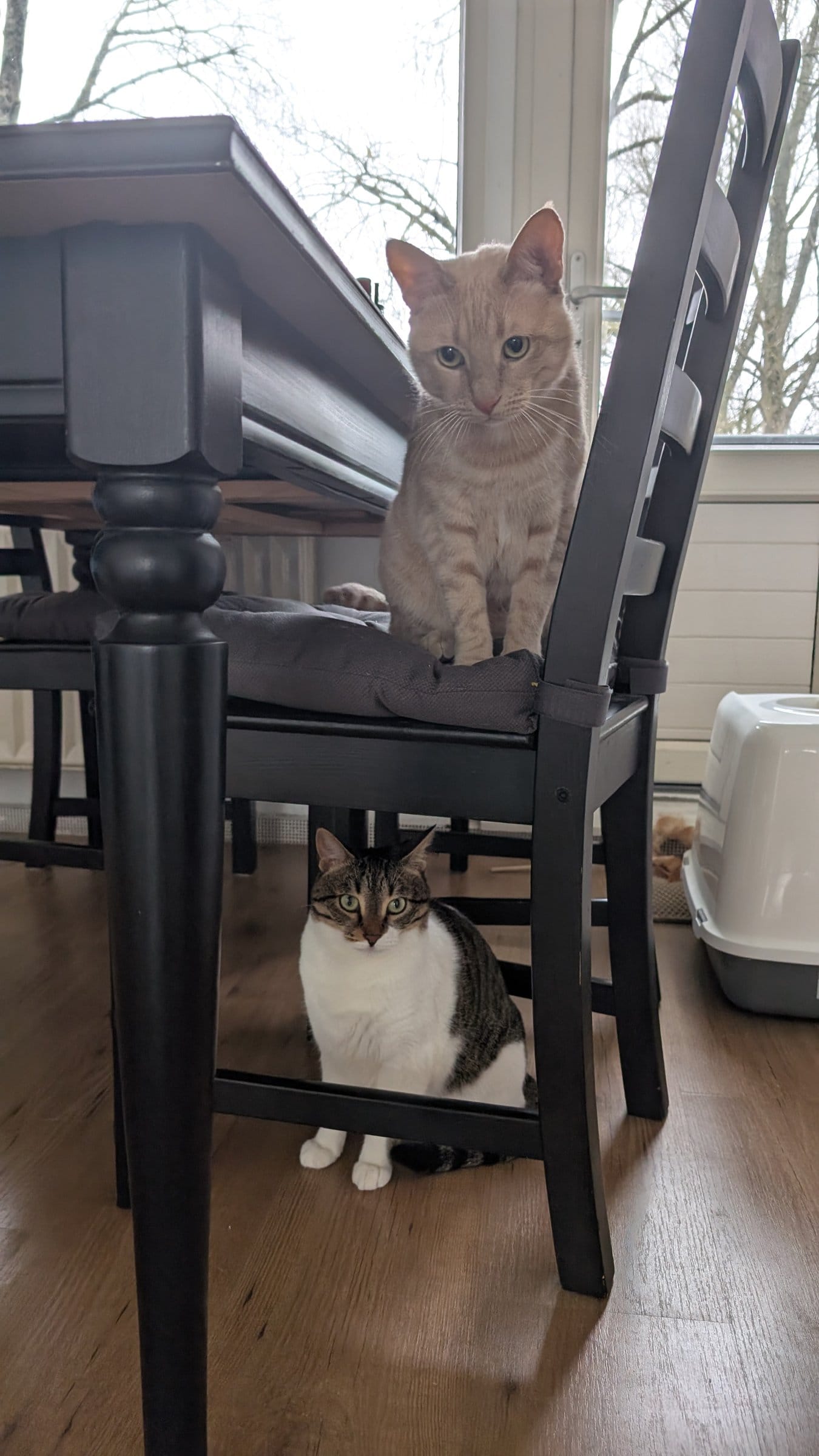 A cream and ginger tabby sits on a chair above a brown tabby with white markings, near a litter box and window.