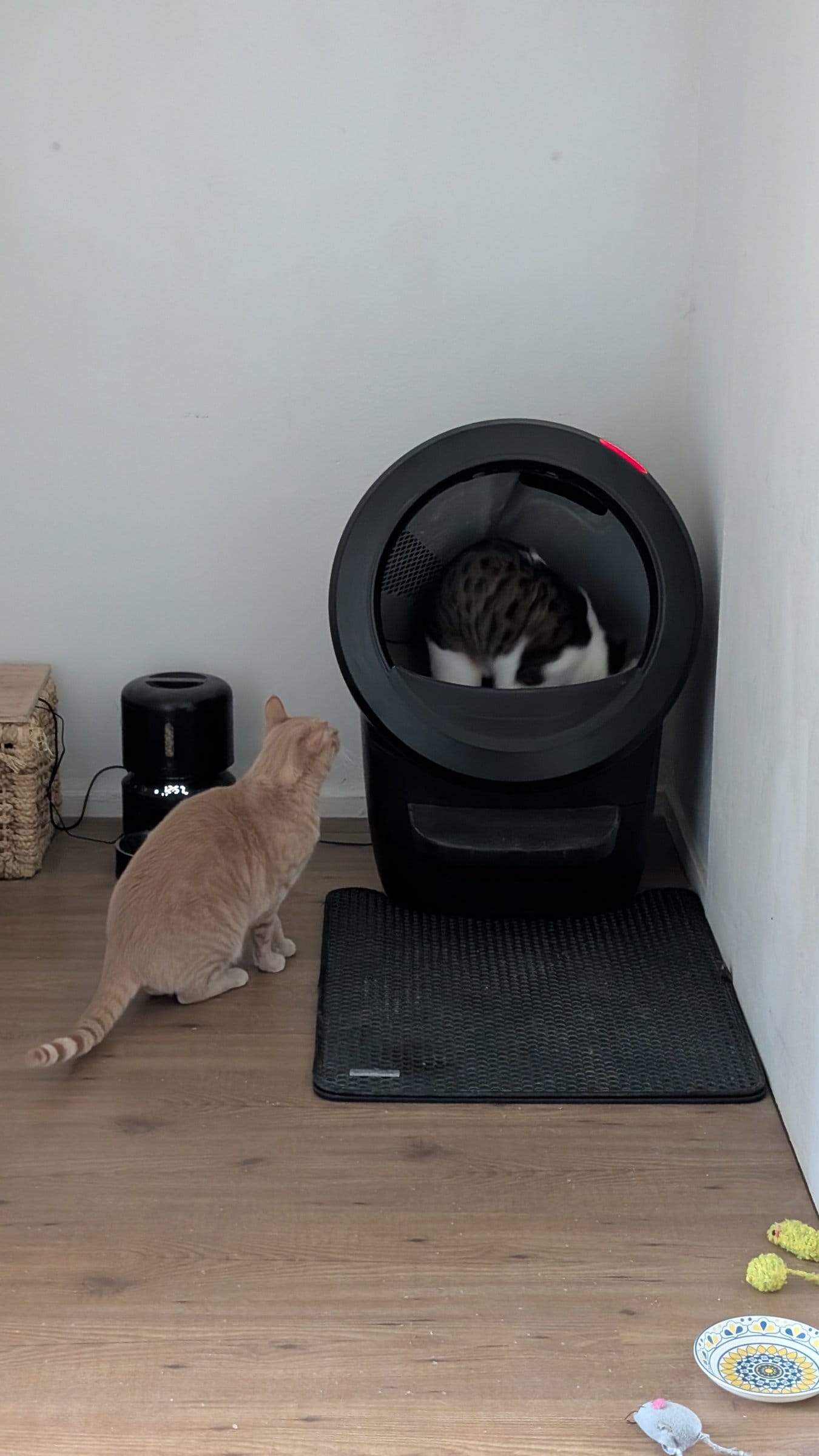 A cream and ginger tabby waits beside a self-cleaning litter box while a brown and white tabby is inside it.