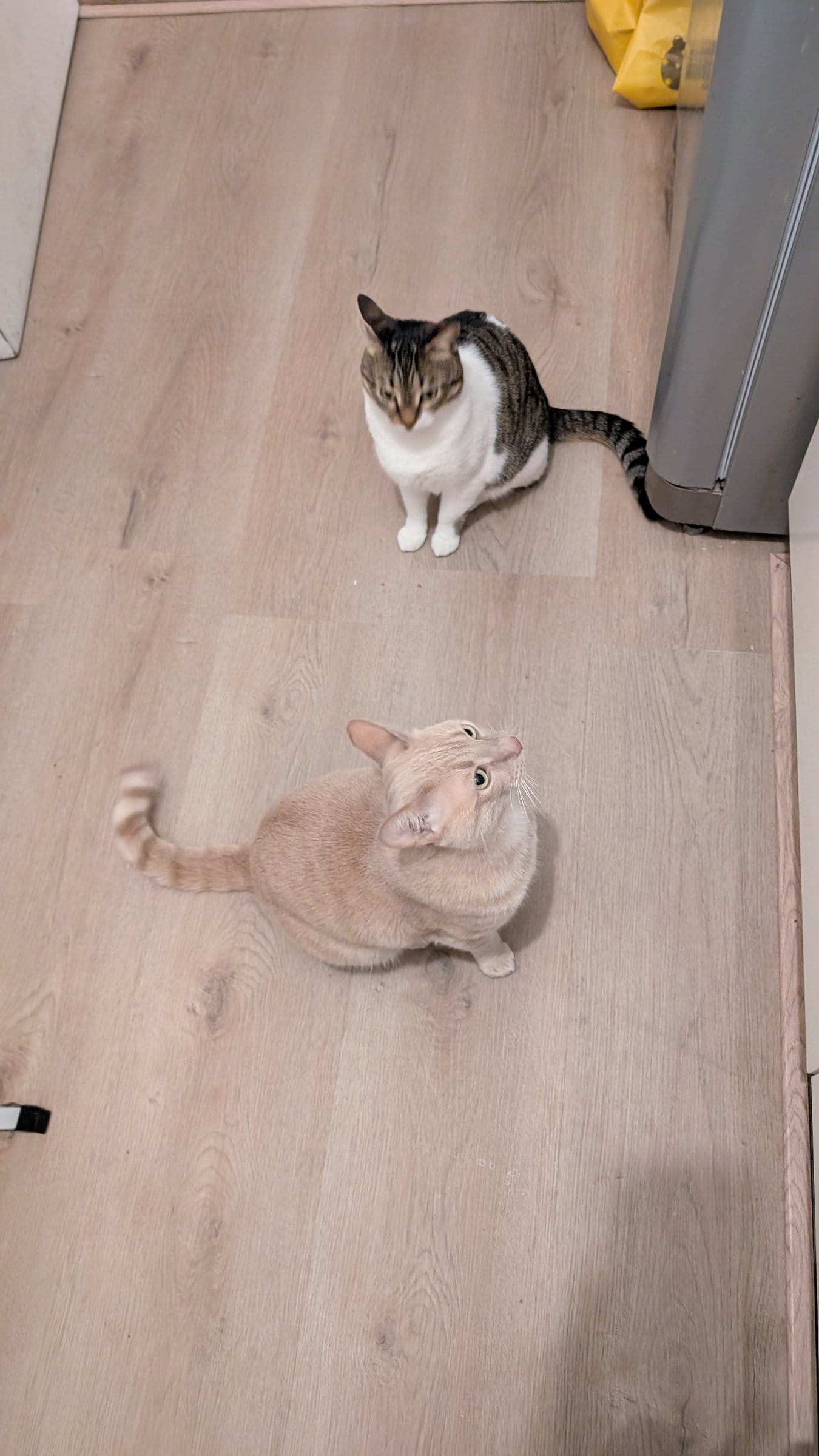 A cream and ginger tabby and a brown tabby with white markings curiously gaze upwards on a light wood floor.