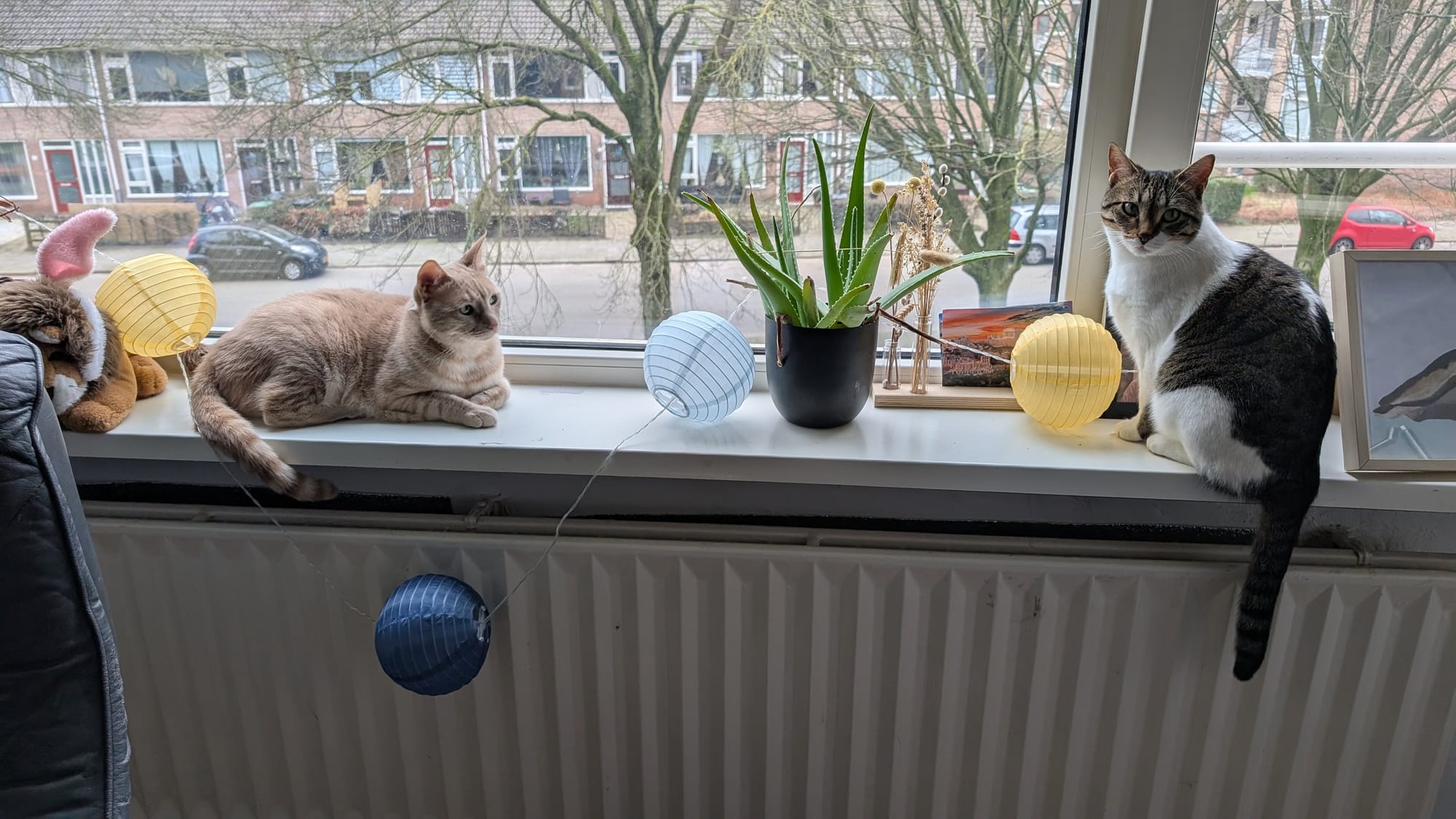 A cream and ginger tabby and a brown tabby with white markings lounge on a windowsill overlooking a street.