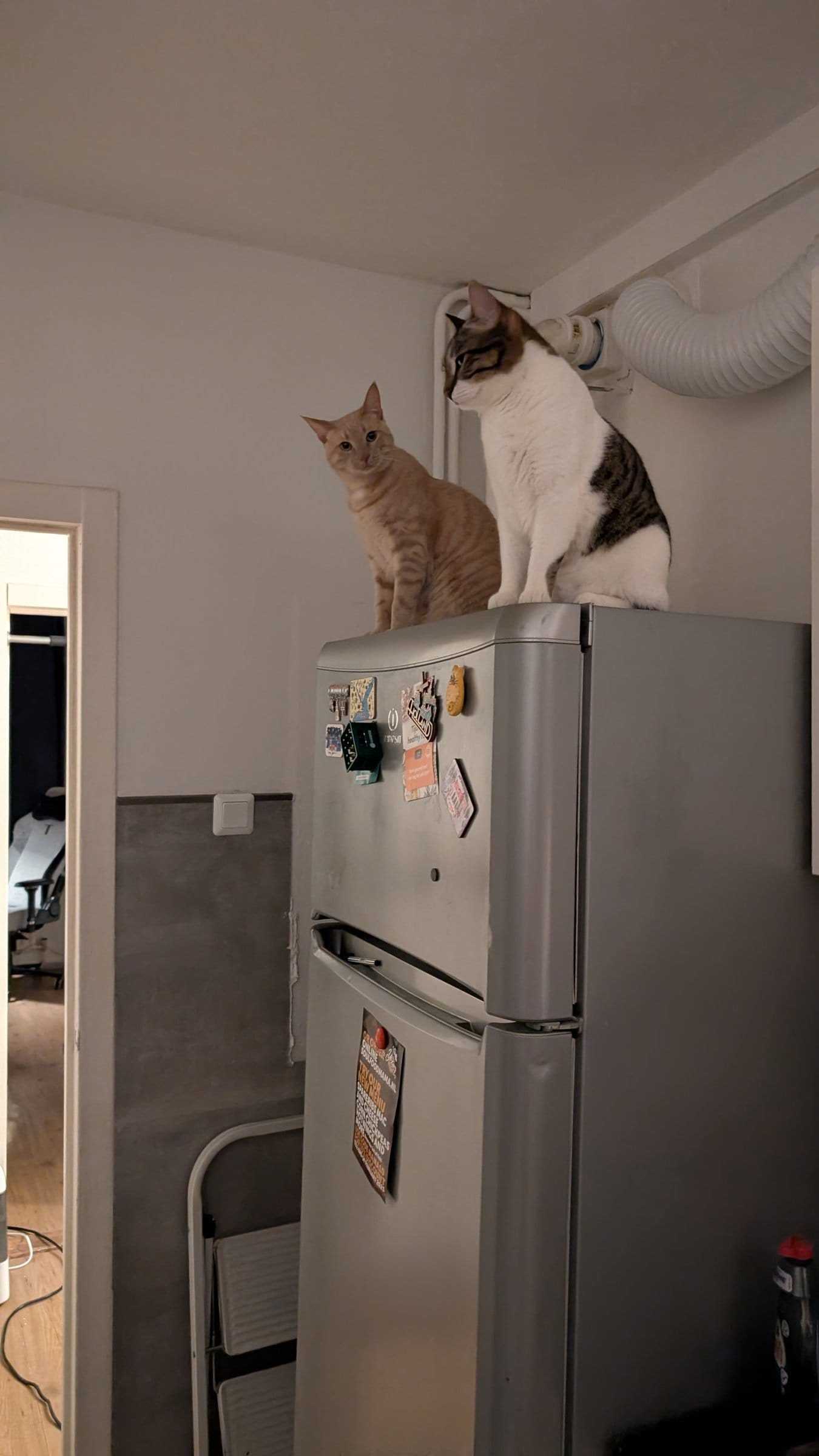 A cream and ginger tabby and a brown tabby with white markings perch atop a fridge in a dimly lit kitchen.