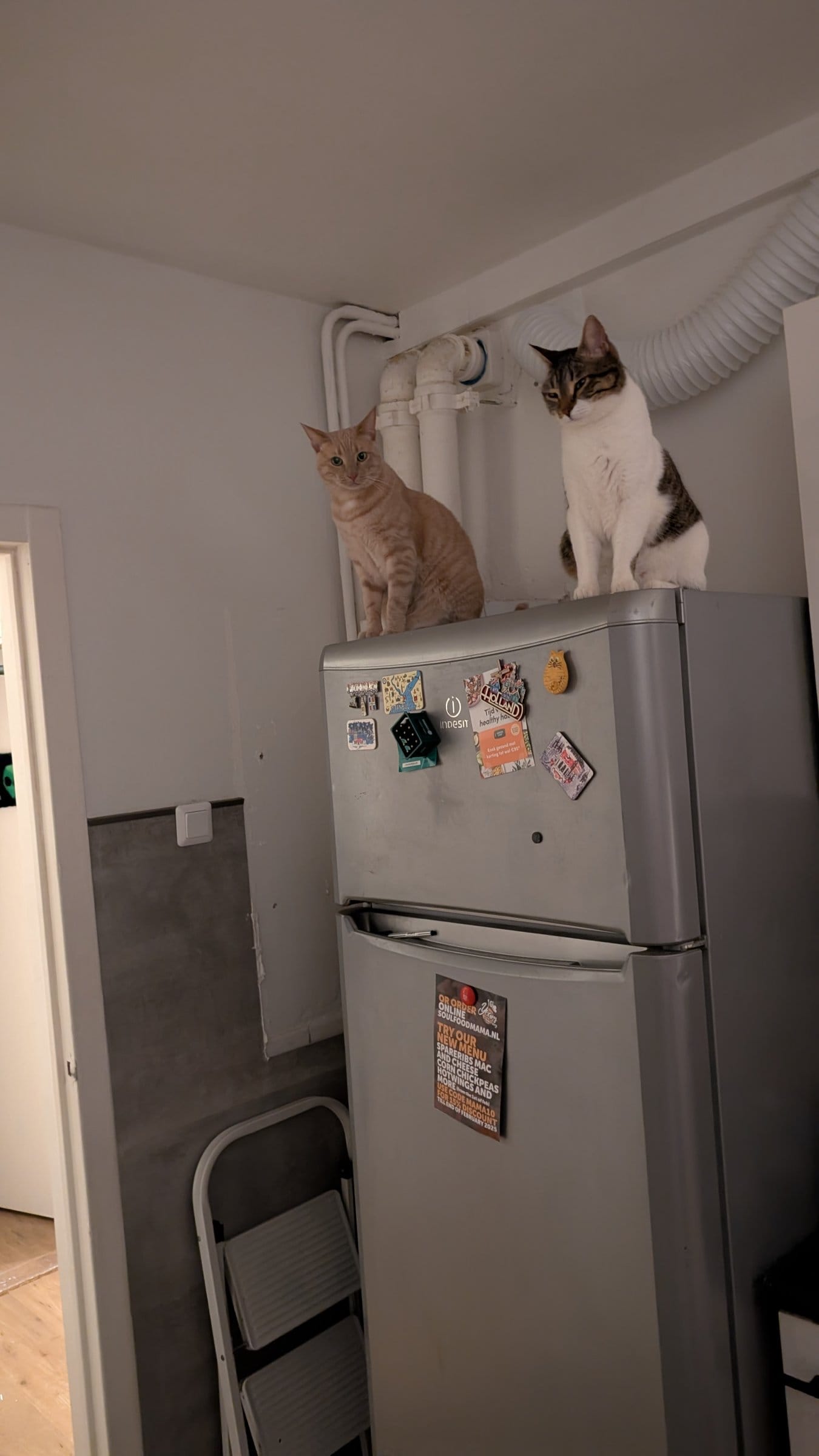A cream and ginger tabby and a brown tabby with white markings perch atop a fridge covered in magnets.