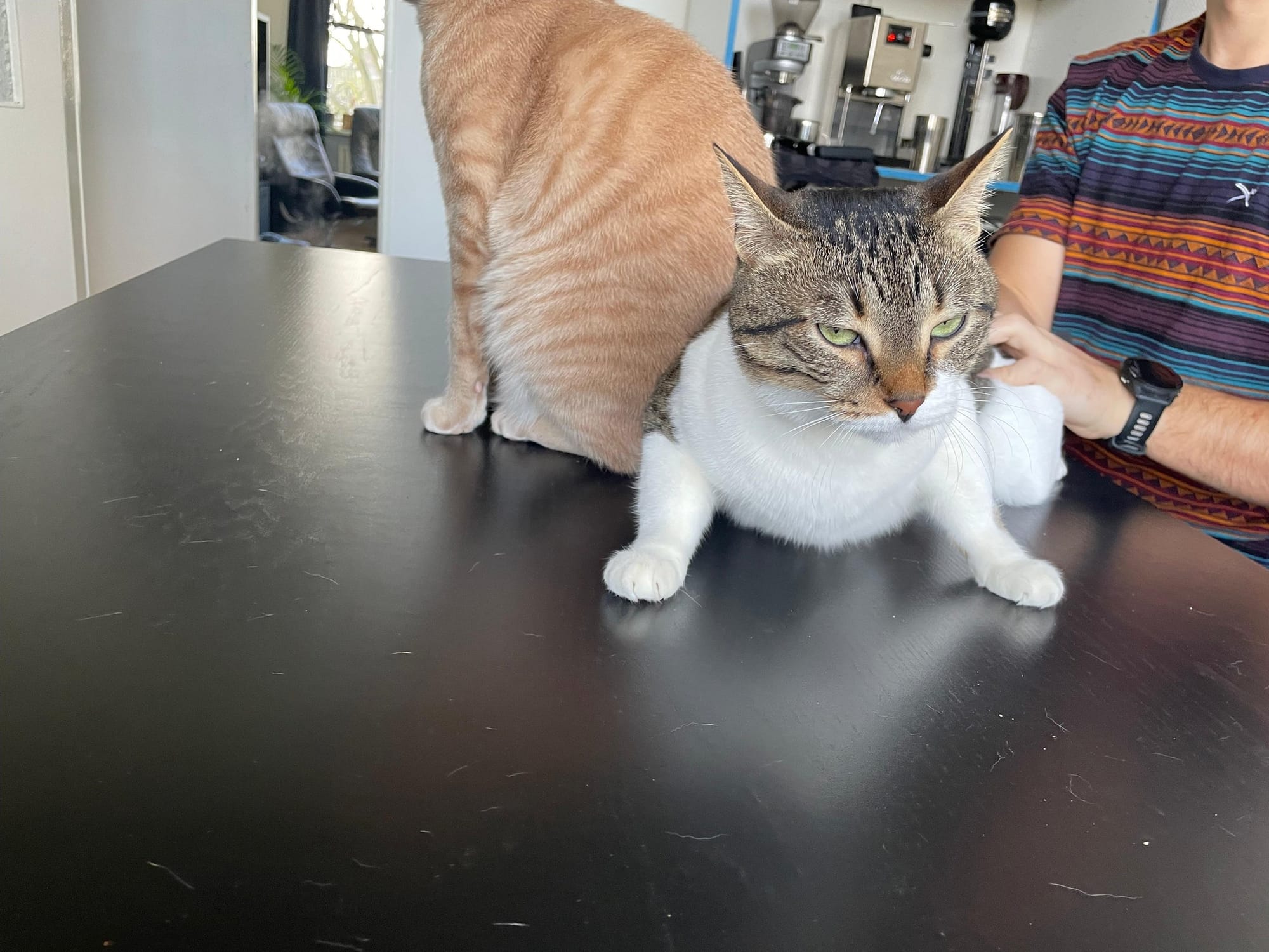 An orange cat stands behind a grey and white tabby as they both sit on a dark surface next to a man’s arm.
