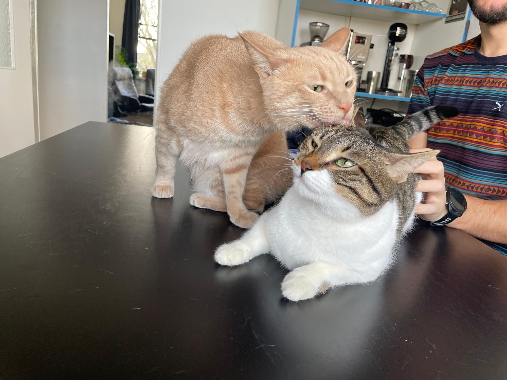 A cream and ginger tabby nuzzles a brown and white tabby while a man gently strokes them both on a dark surface.