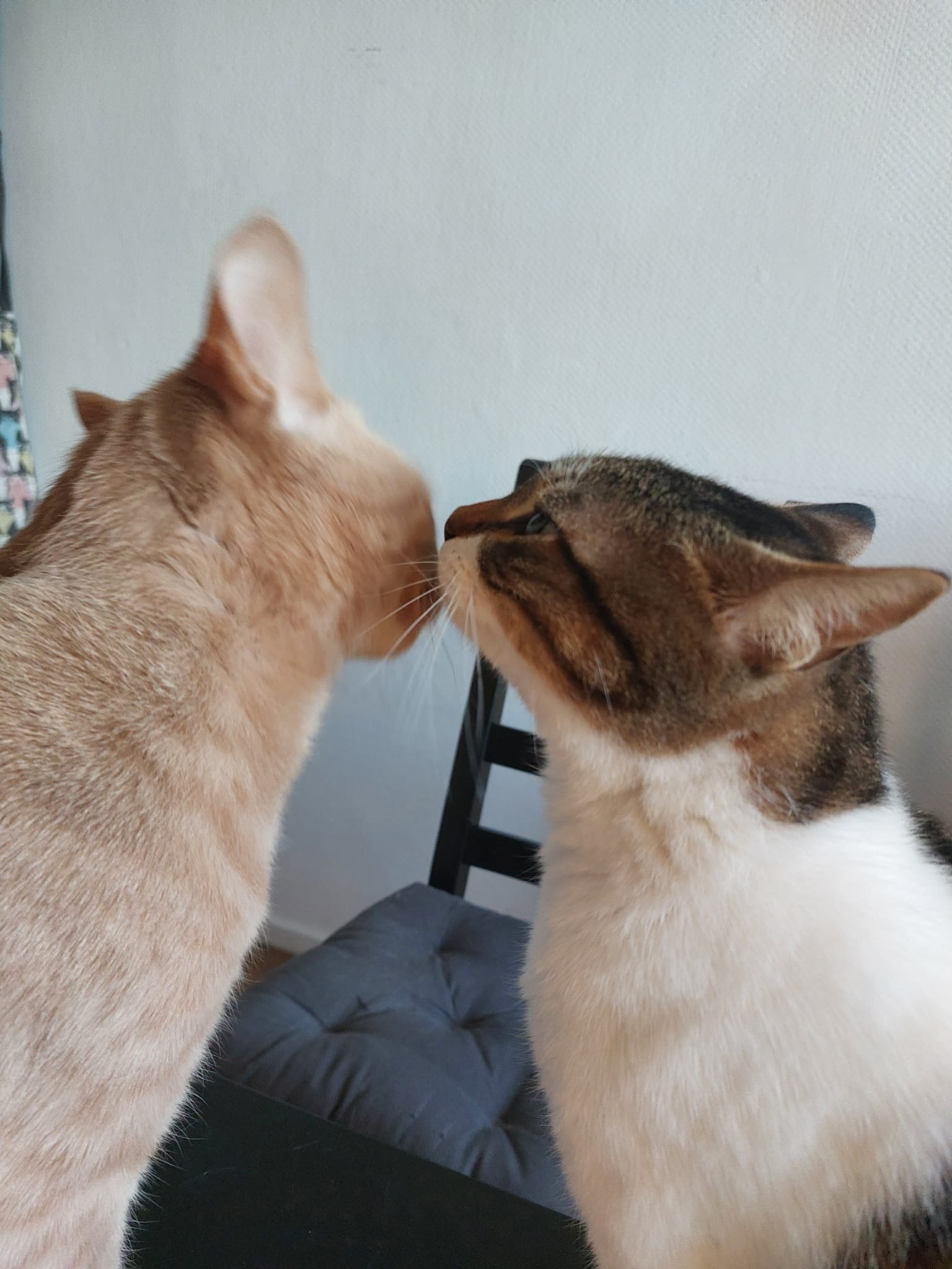 A cream and ginger tabby and a brown and white tabby are facing each other, noses almost touching.