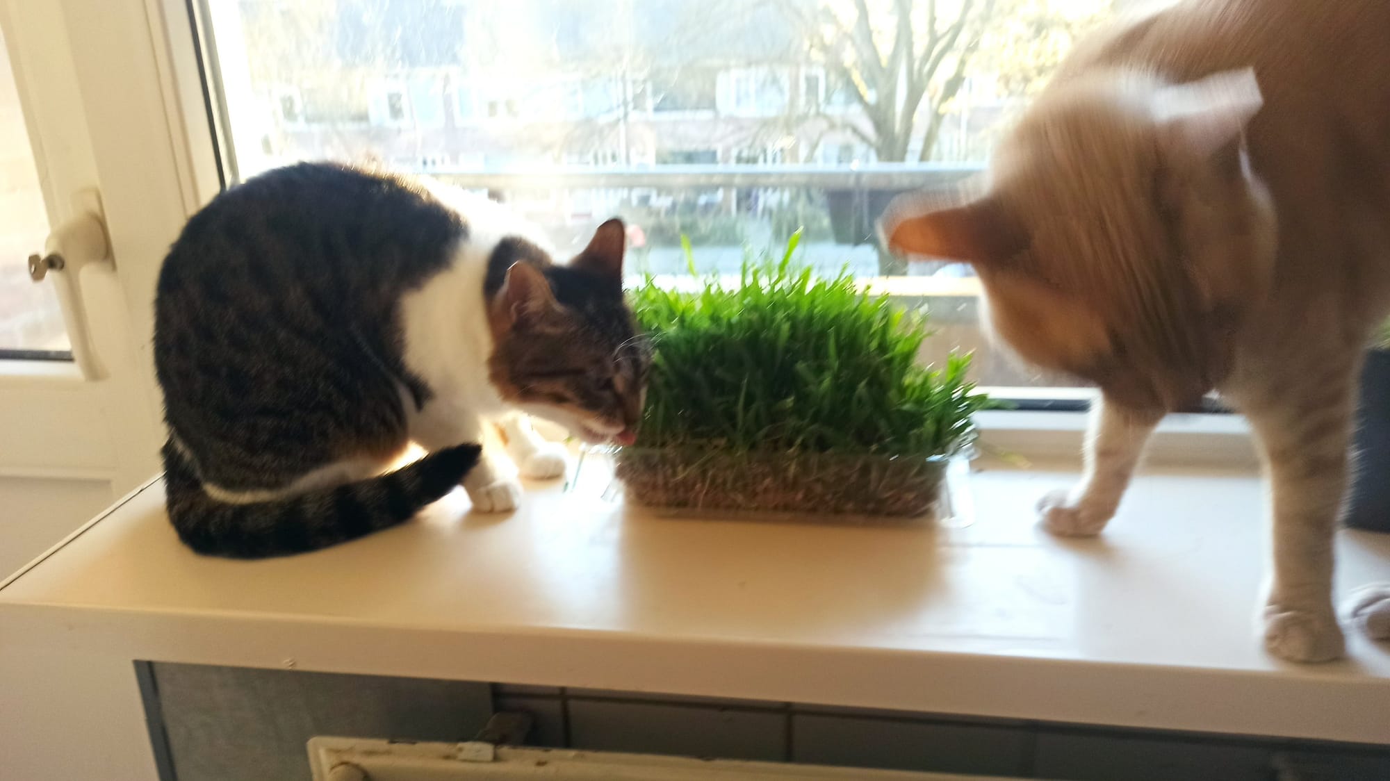 A cream and ginger tabby and a brown tabby with white markings investigate a pot of cat grass on a windowsill.