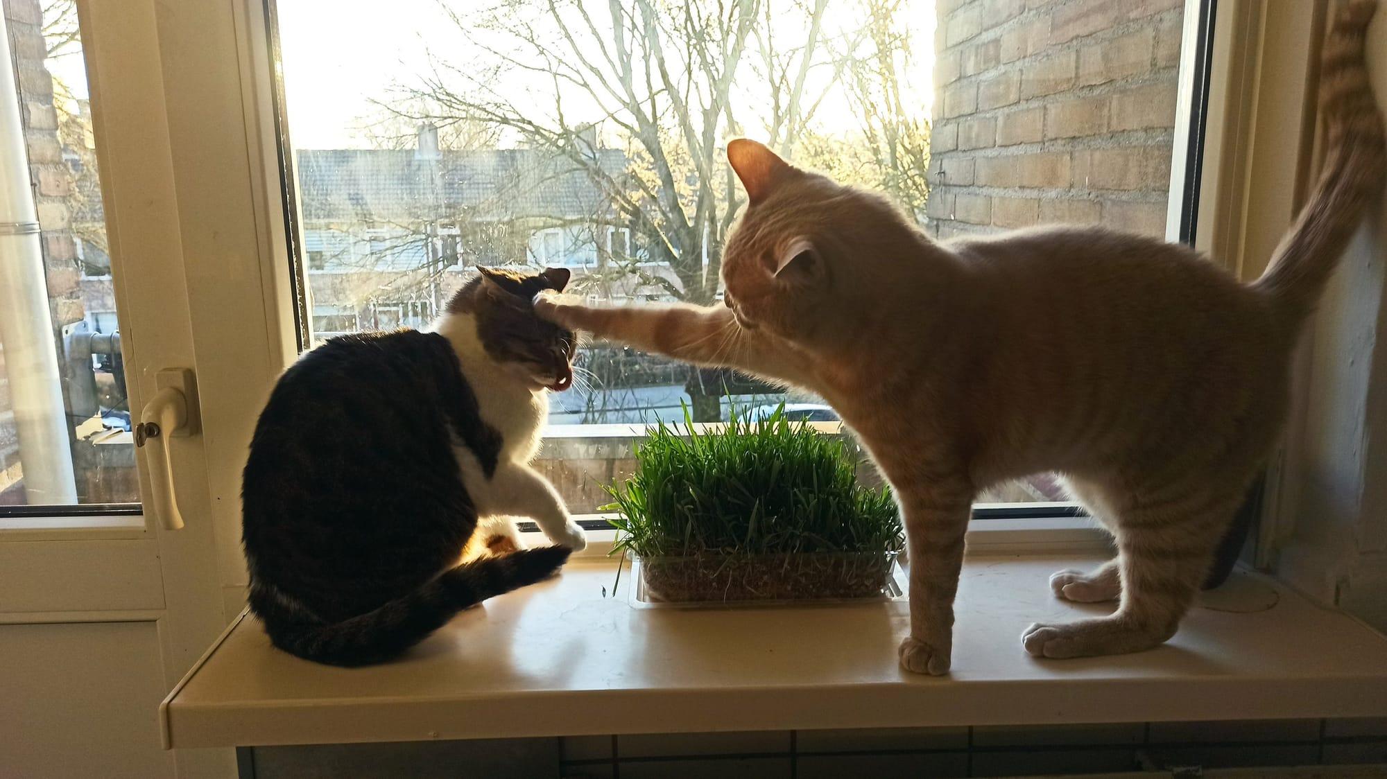Two cats playfully swat at each other on a windowsill next to a tray of growing cat grass, with a building visible outside.