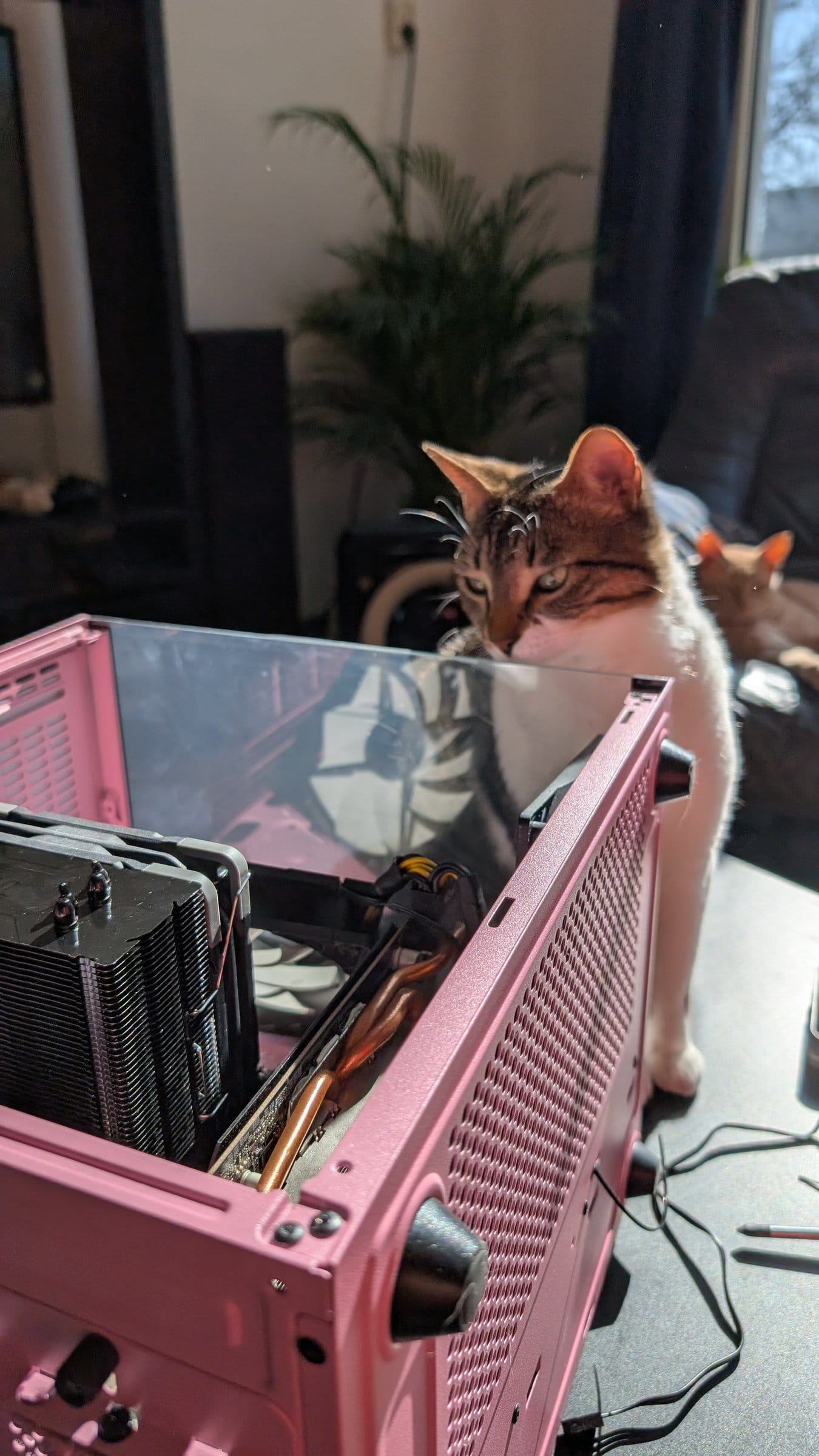 A pink PC case lies open on the floor as a white and brown tabby looks on curiously.