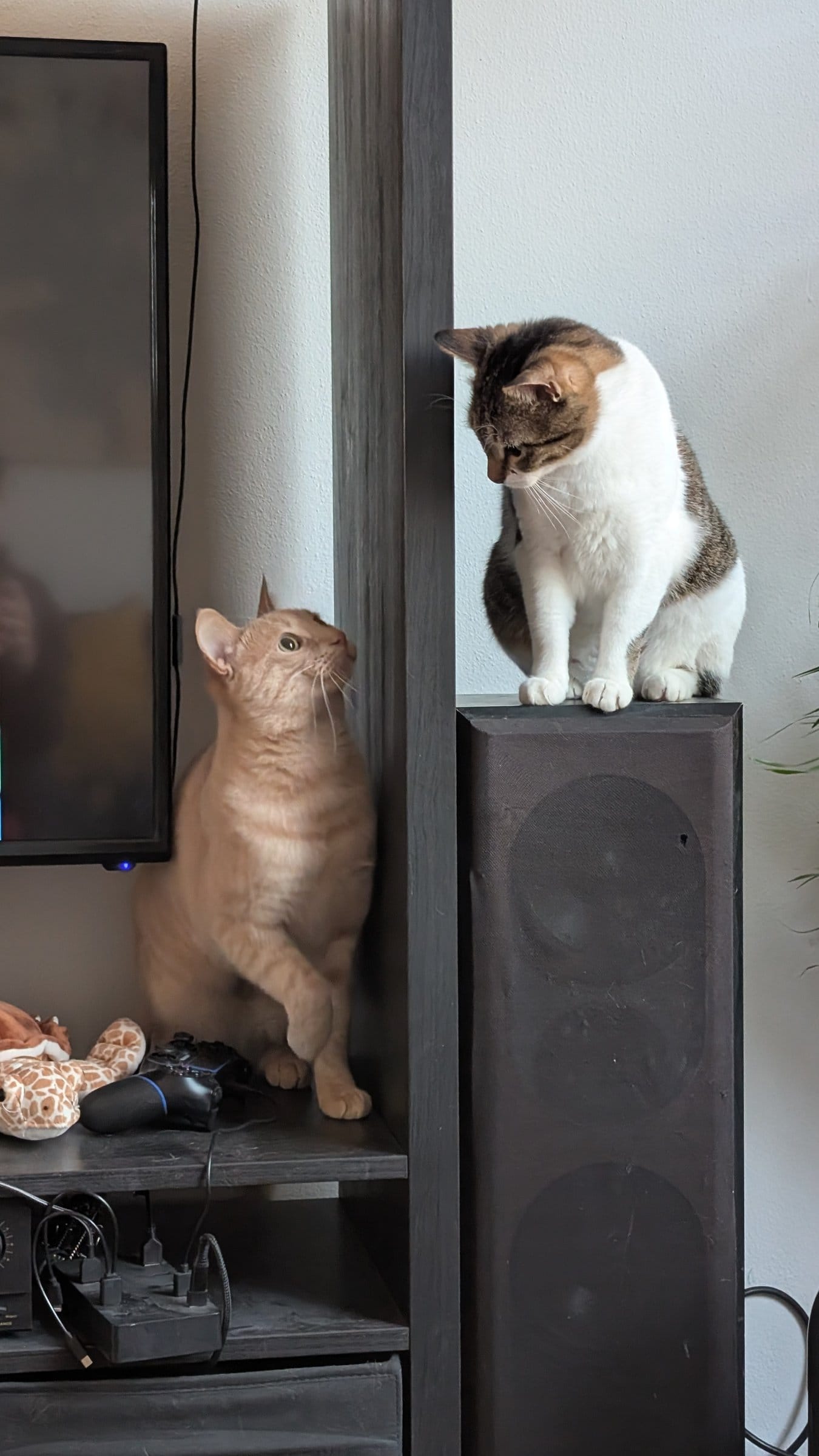 A cream and ginger tabby looks up at a brown and white cat perched on a black speaker next to a television.